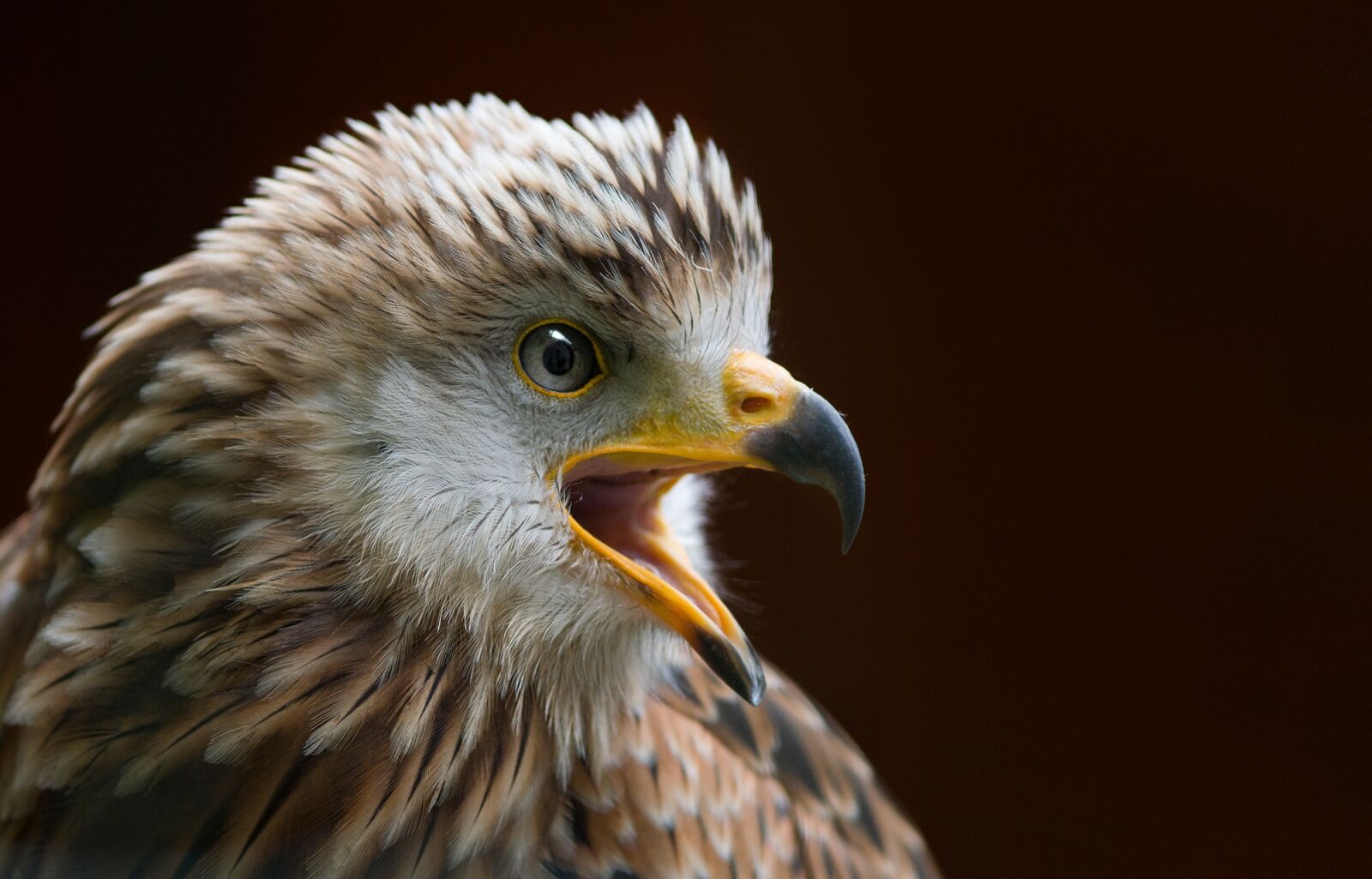 Sony SLT-A77 sample photo. Milan, bird, raptor photography