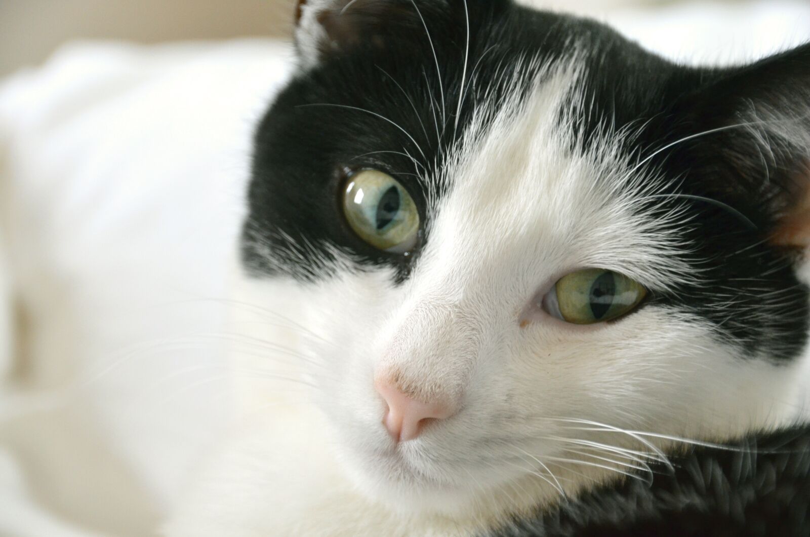 Nikon D5100 sample photo. Cat, pet, black and photography