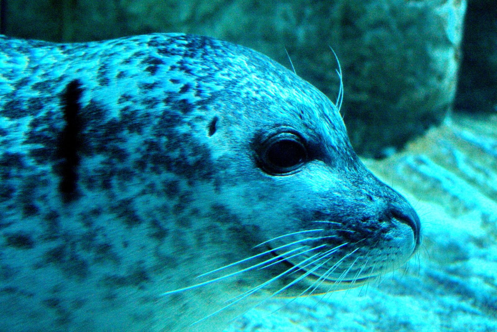 Sony DSC-F828 sample photo. Seal, underwater, blue photography
