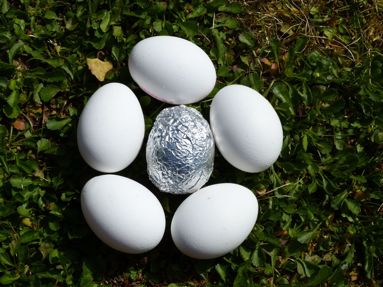 Panasonic Lumix DMC-FZ200 sample photo. Egg, nature, easter nest photography