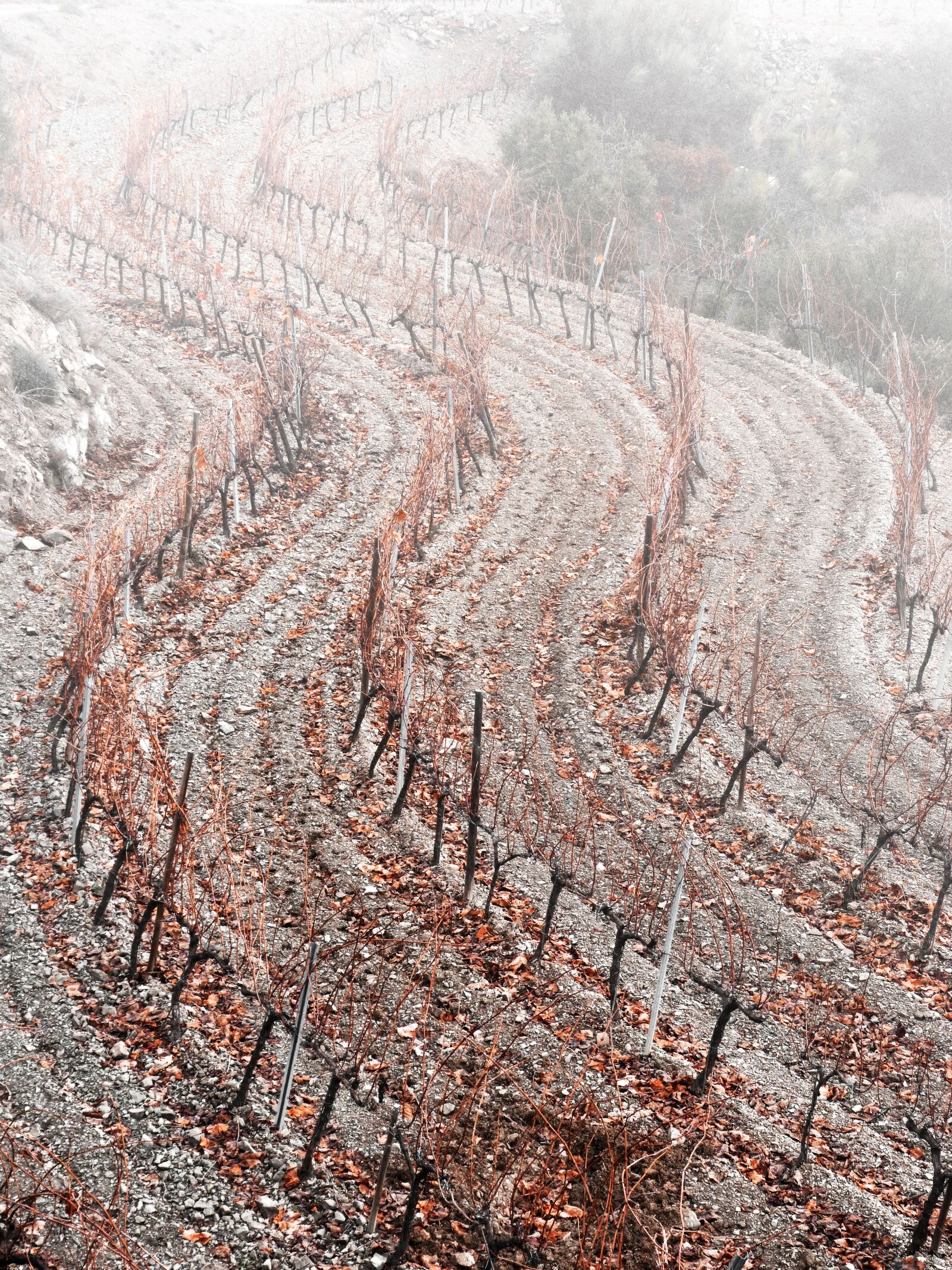Panasonic DMC-FZ62 sample photo. Vineyard, curves, fog photography