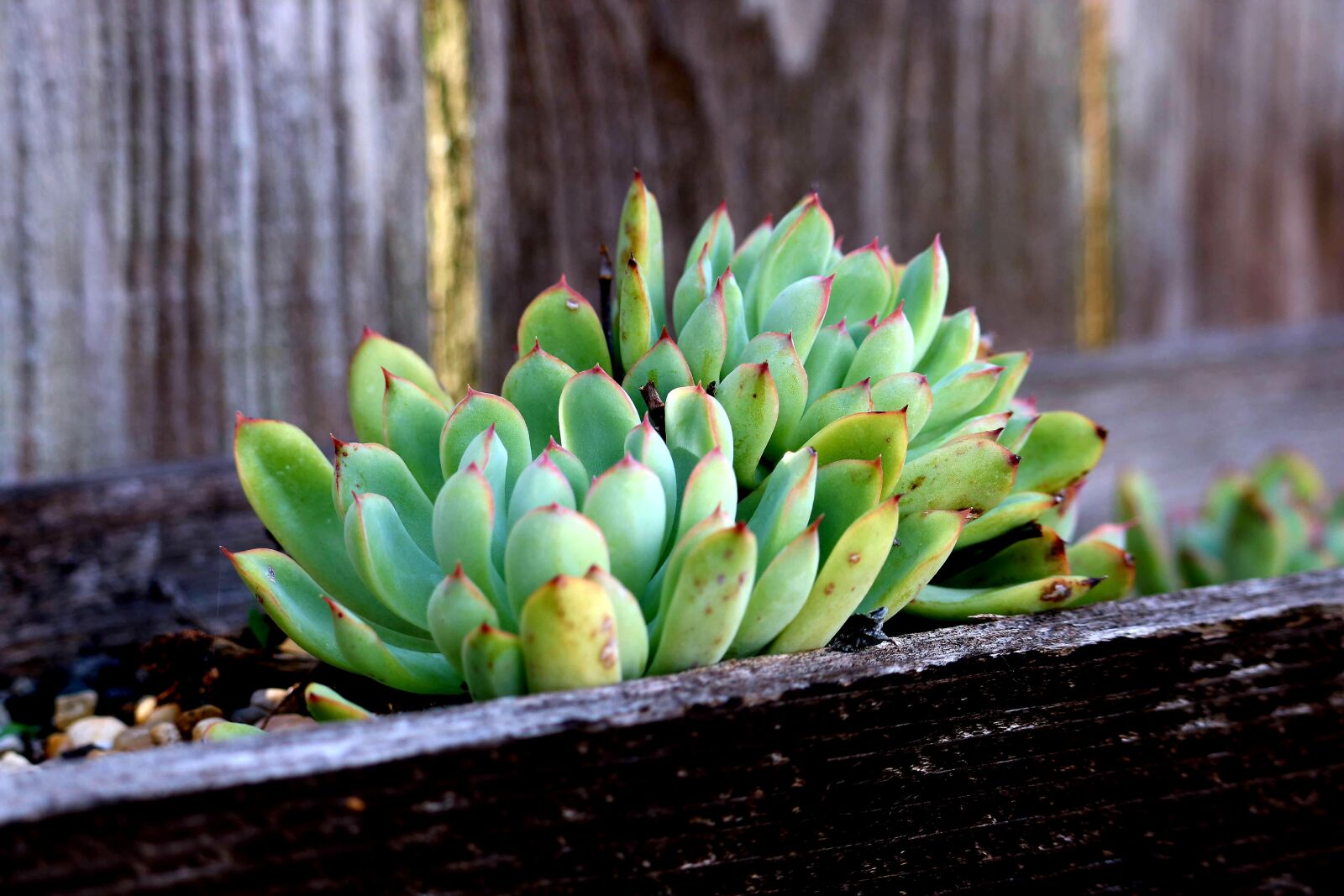 Canon EOS 750D (EOS Rebel T6i / EOS Kiss X8i) sample photo. Succulent, summer, flower photography