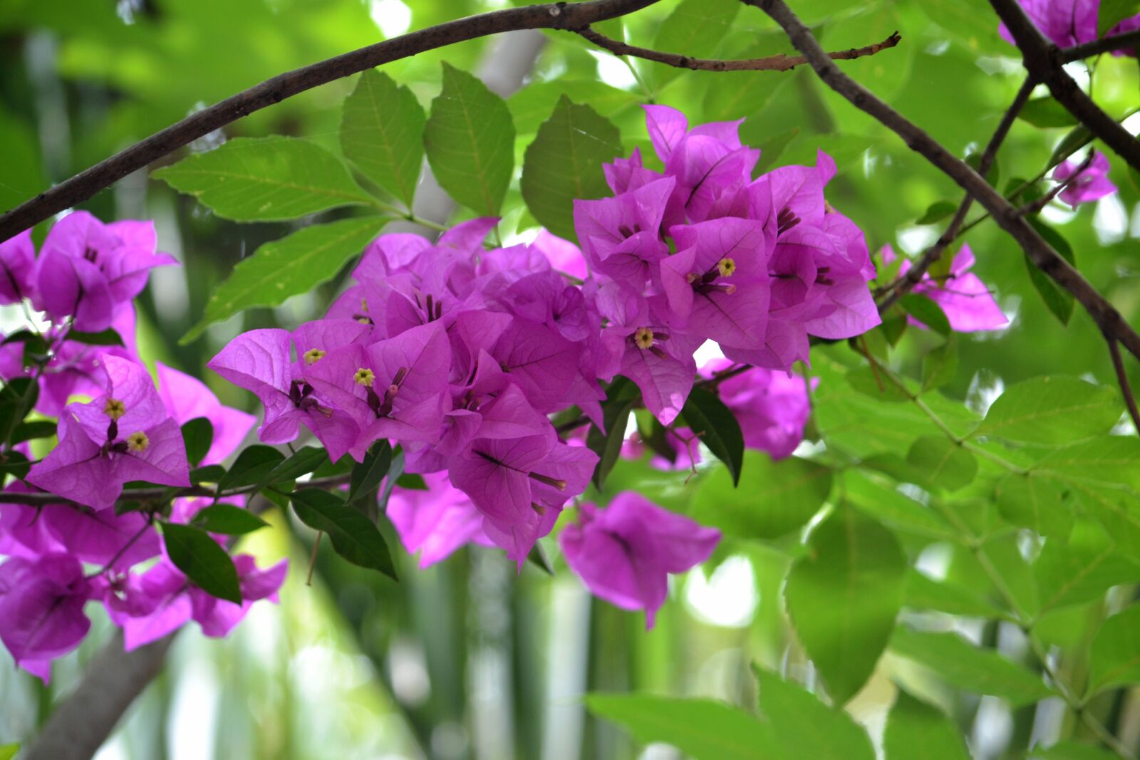 Nikon D3100 sample photo. Flower, bougainvillea, nature photography