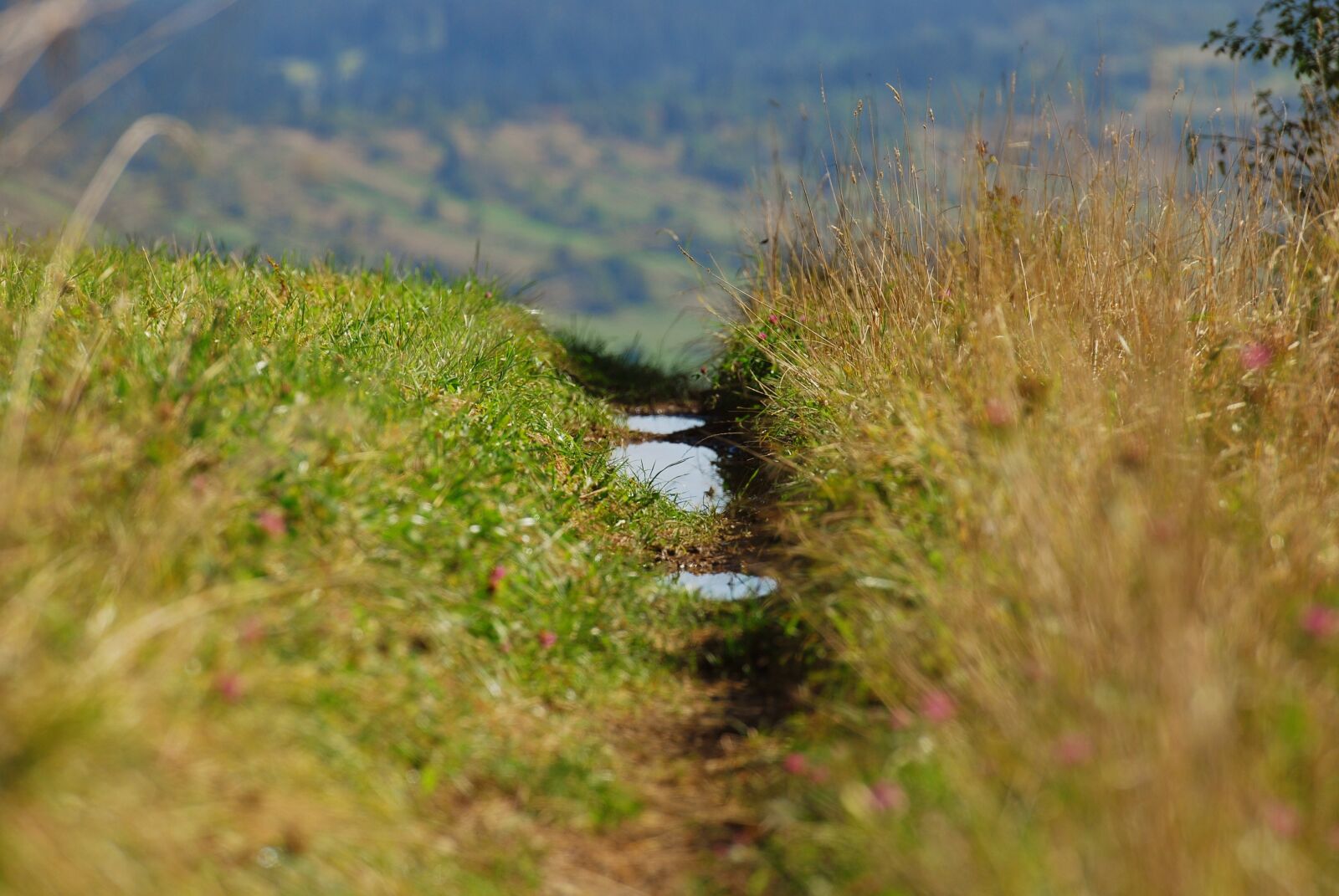 Nikon D80 sample photo. Landscape, spring, grass photography