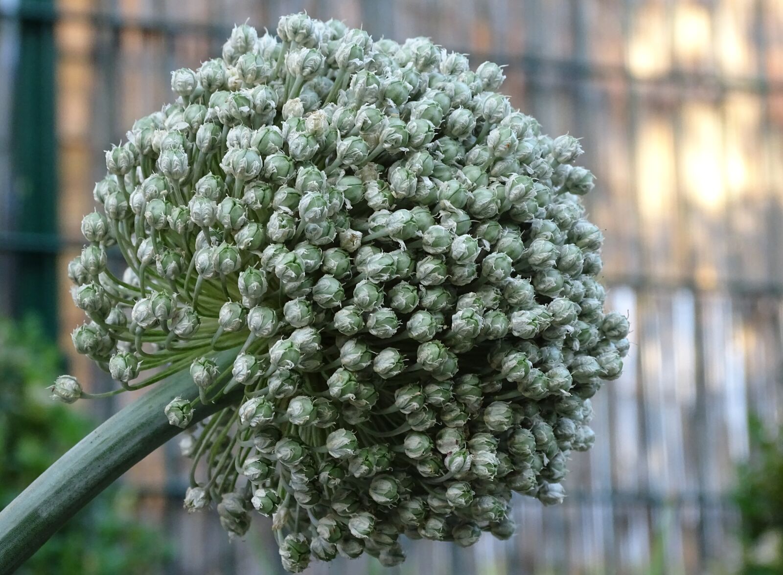 Sony Cyber-shot DSC-HX400V sample photo. Leek, blossom, bloom photography