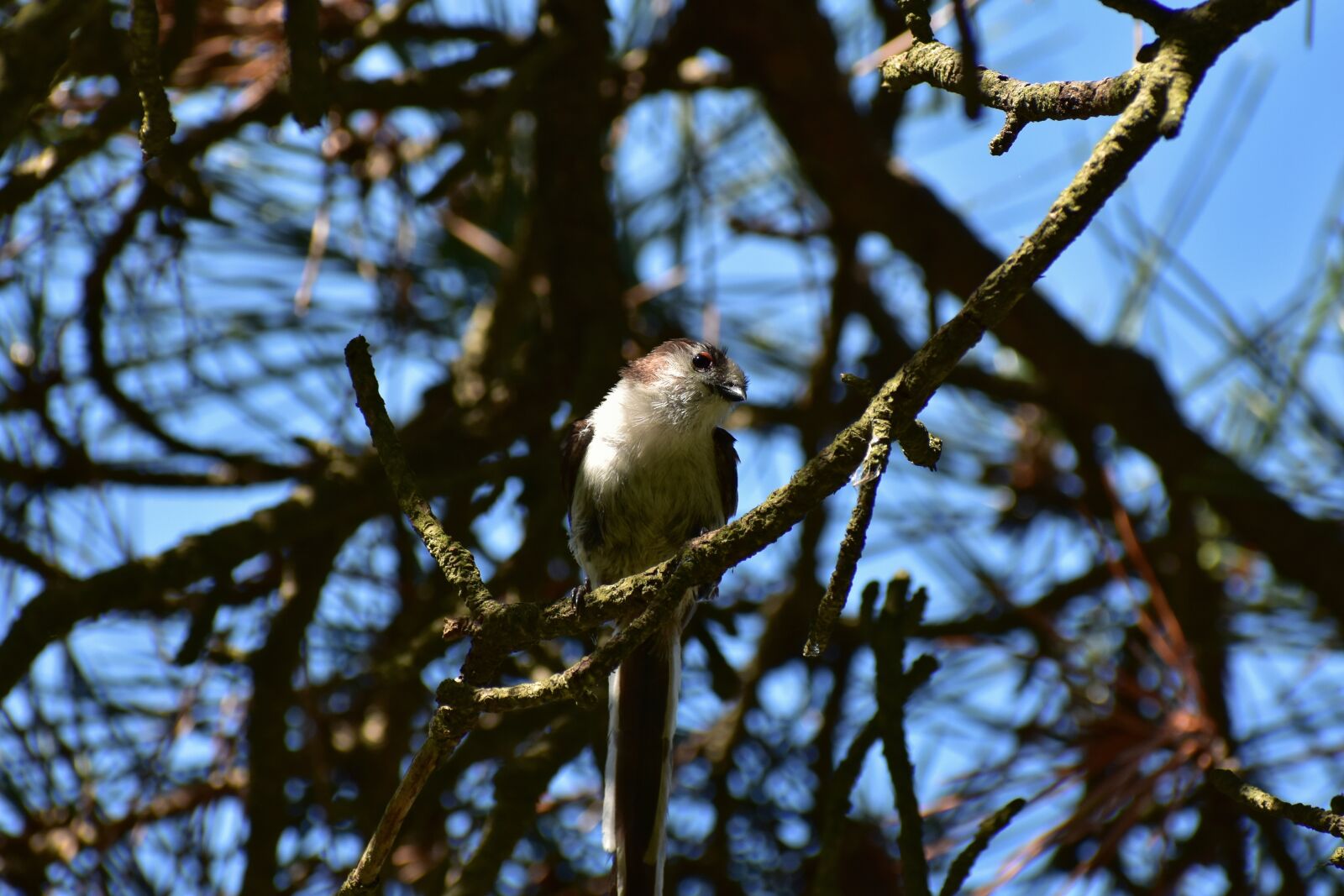 Nikon D7200 sample photo. Animal, forest, wood photography