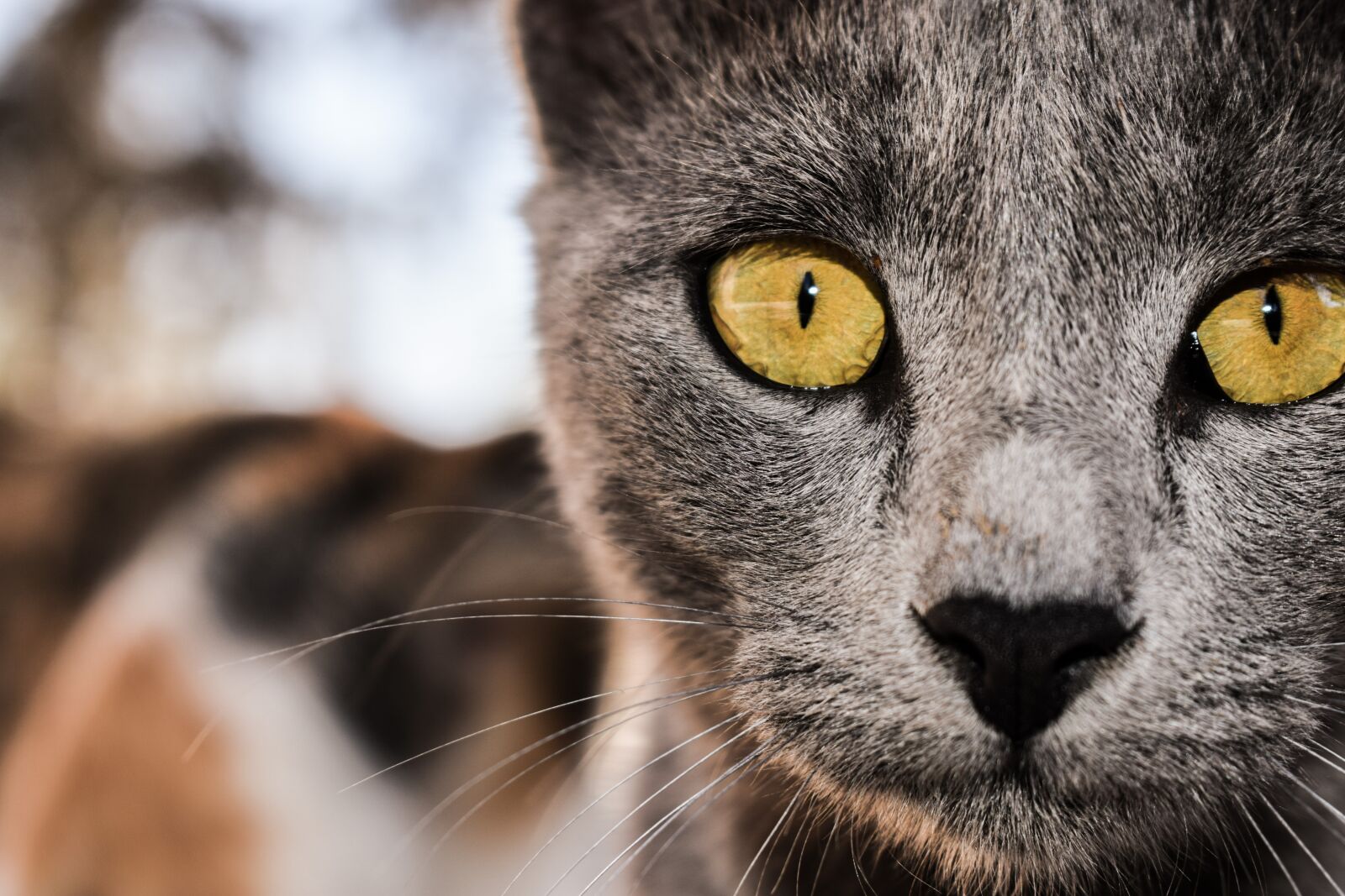 Nikon D3300 sample photo. Cat, grey, eyes photography