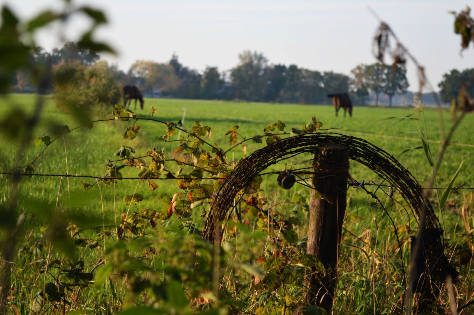 Nikon D3200 sample photo. Close, up, of, plants photography