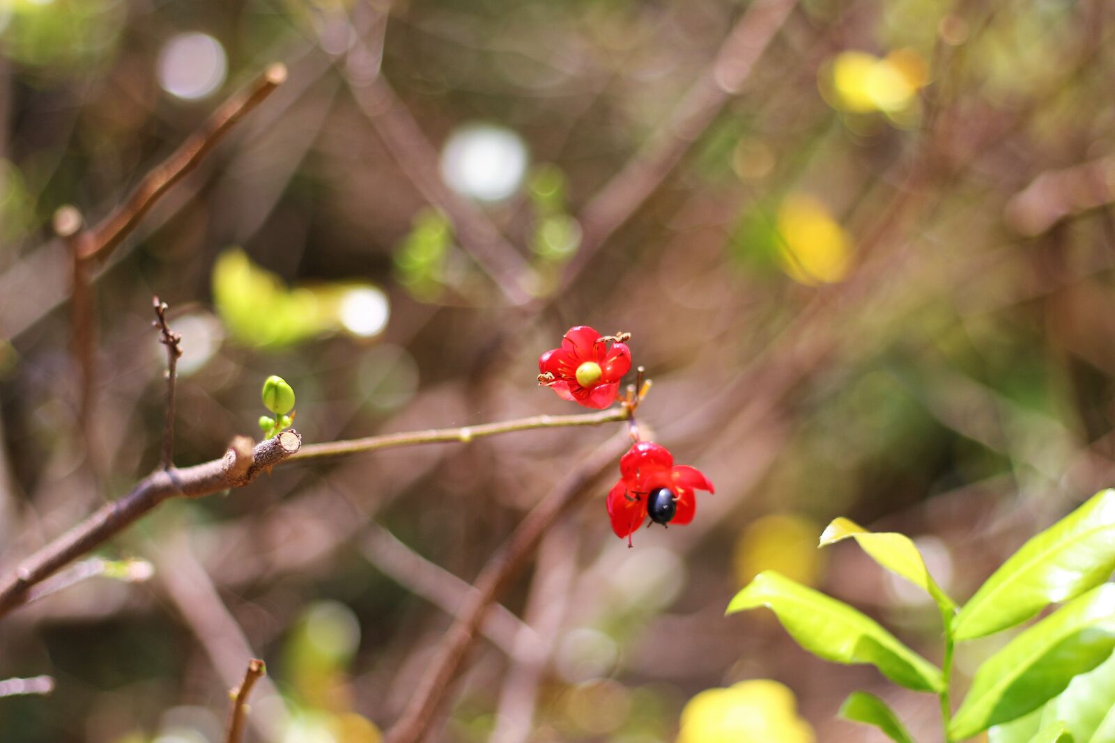 Canon EF 50mm F1.8 II sample photo. Hoa, mai photography
