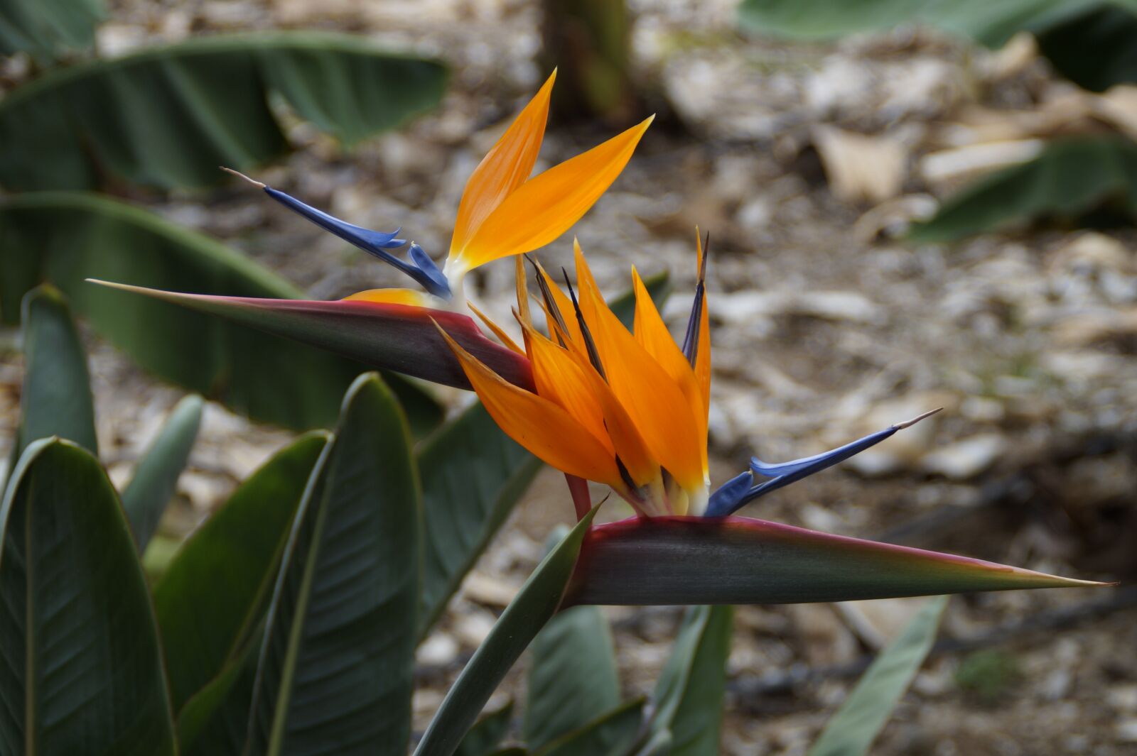 Sony SLT-A58 sample photo. Strelizie, parrot flower, bird photography