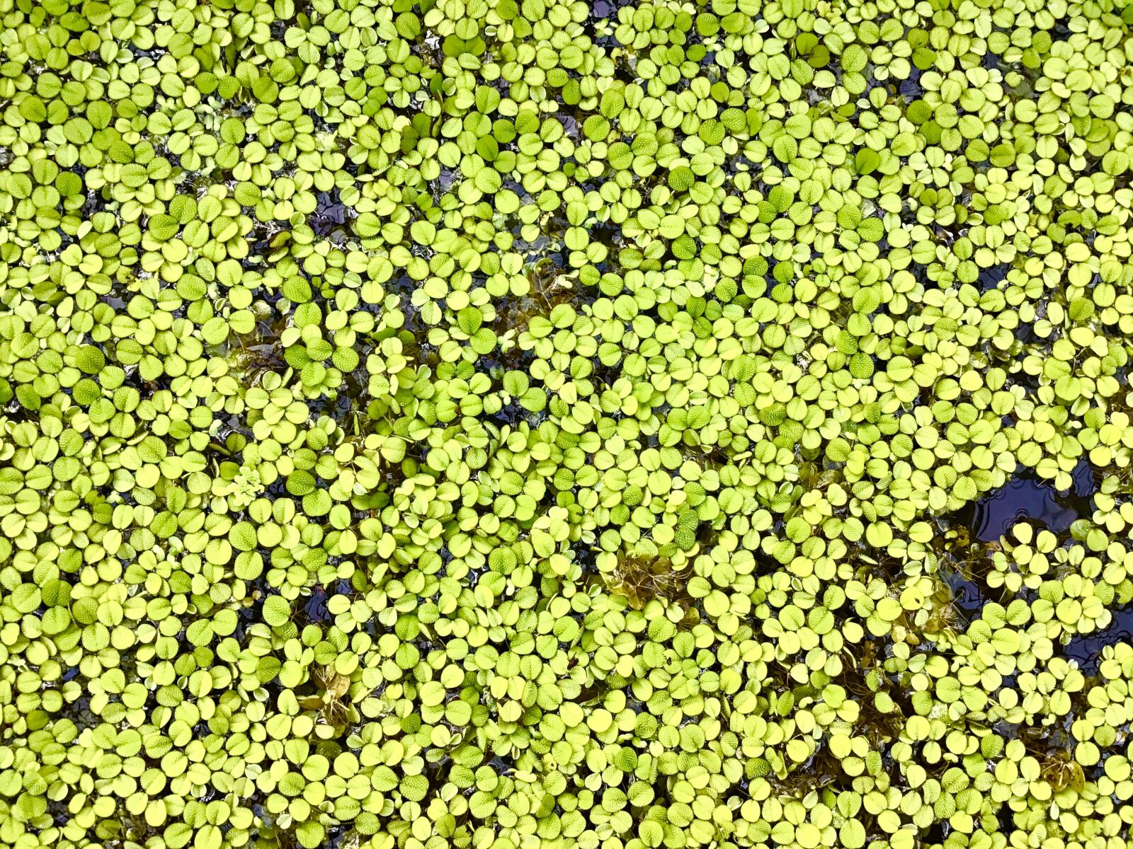 Apple iPad (6th generation) sample photo. Duckweed, background, green photography
