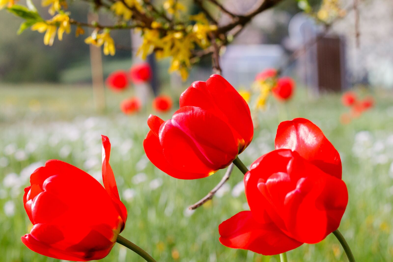 Canon EOS 7D + Canon EF 50mm F1.8 STM sample photo. Poppy, blossom, bloom photography