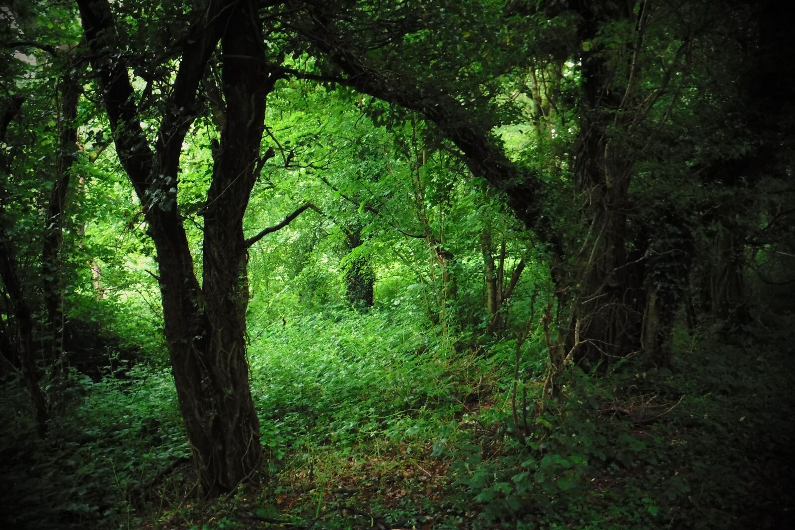 Fujifilm FinePix XP90 XP91 XP95 sample photo. Mystical, forest, nature photography