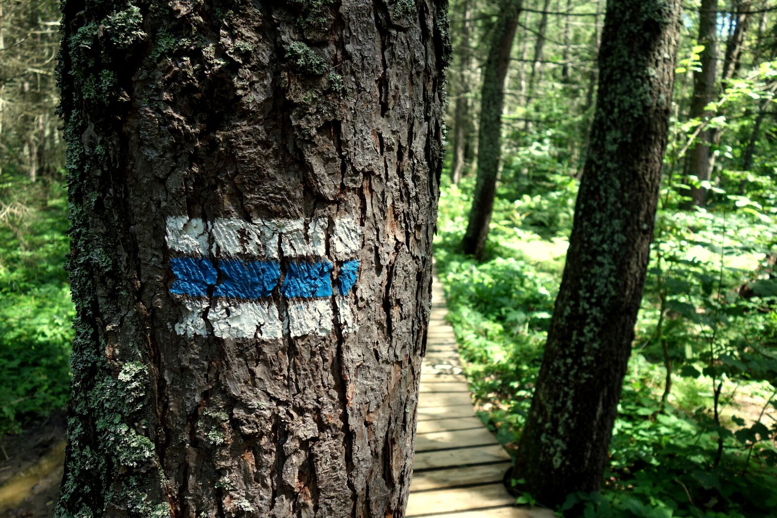 Sony Cyber-shot DSC-RX100 sample photo. Trail, forest, route photography