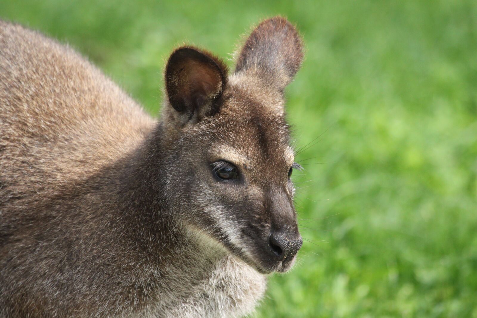 Canon EOS 500D (EOS Rebel T1i / EOS Kiss X3) sample photo. Kangaroo, head, fur photography