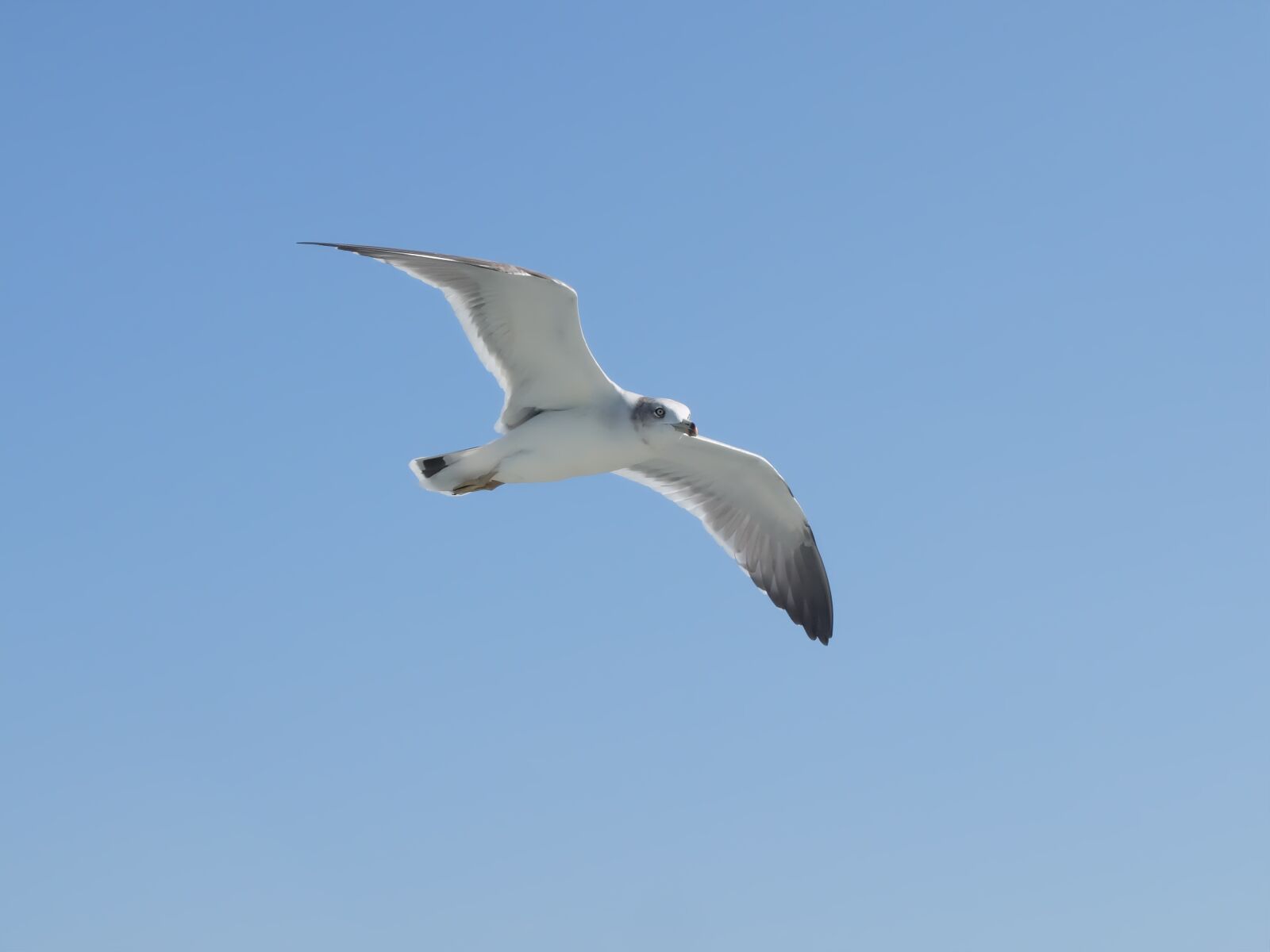 Fujifilm X30 sample photo. Bird, nature, seagulls photography