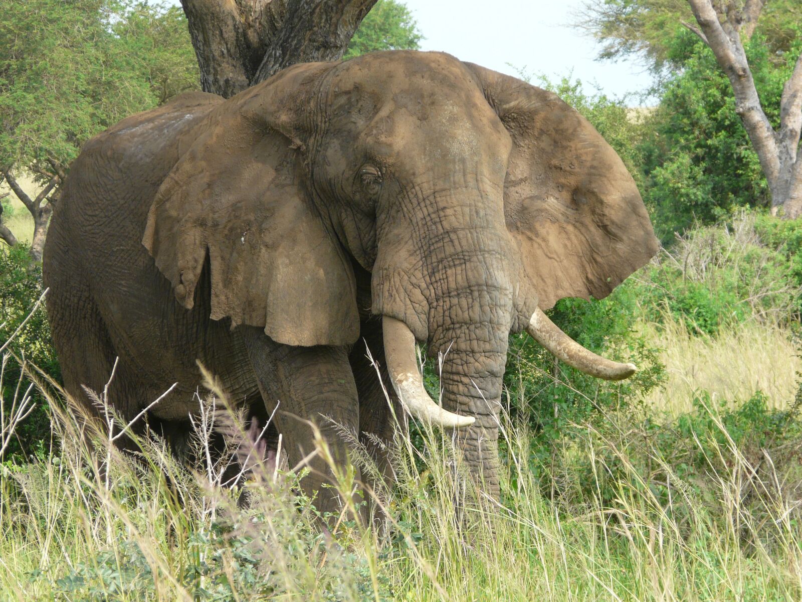Panasonic DMC-FZ18 sample photo. Elephant, uganda, wildlife photography