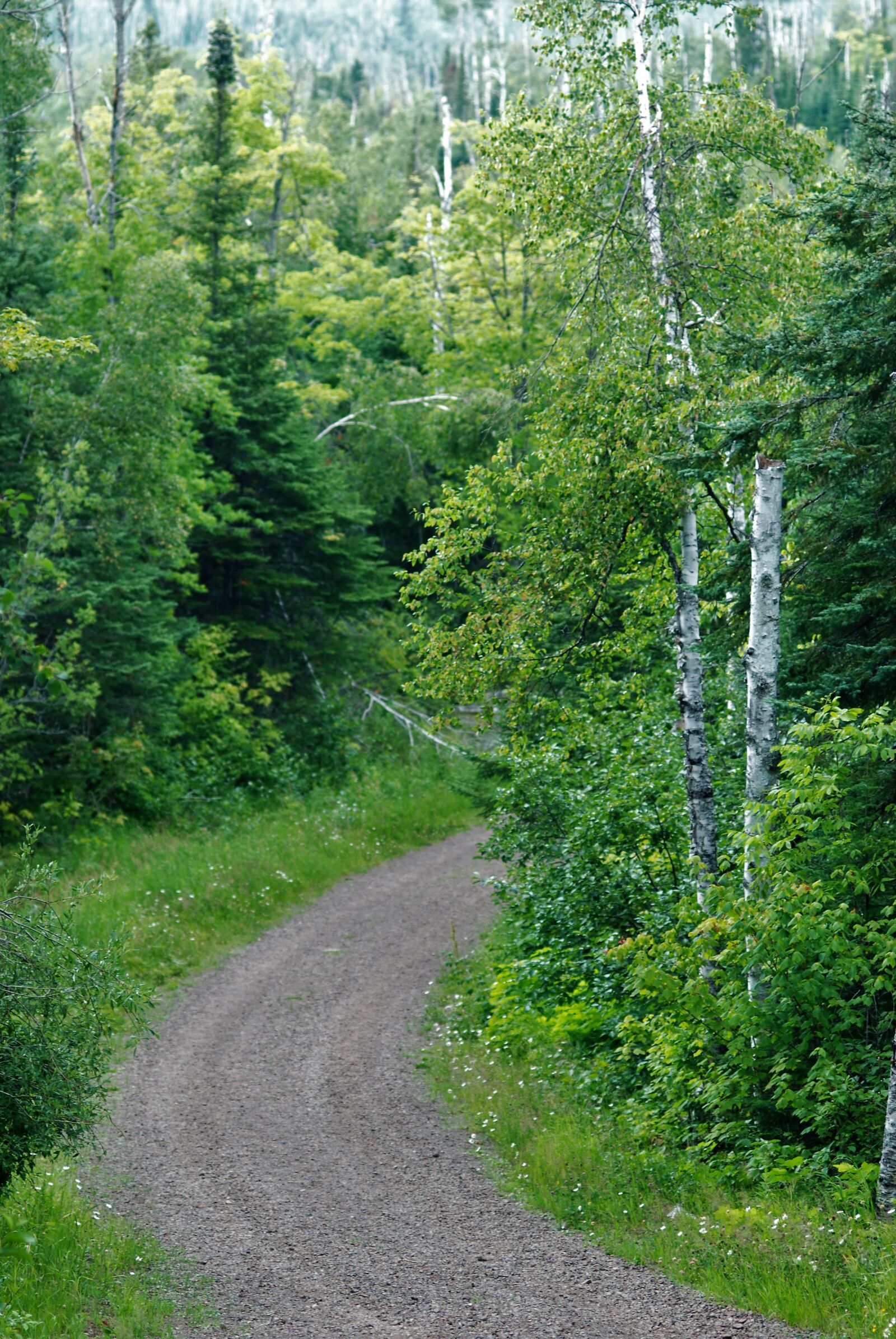 Nikon D80 sample photo. Journey, forest, woods photography