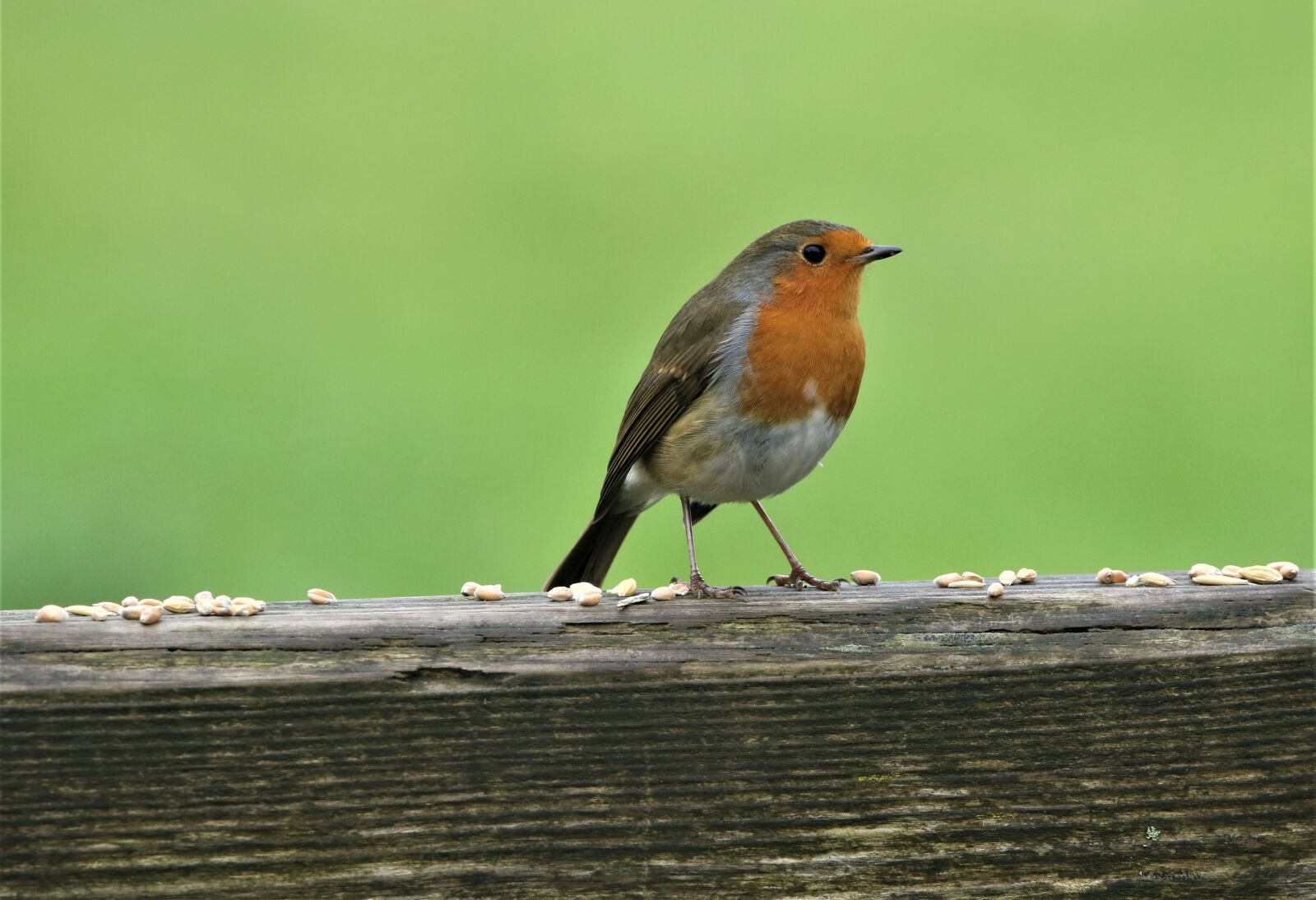 150-600mm F5-6.3 DG OS HSM | Contemporary 015 sample photo. Robin, robin redbreast, bird photography