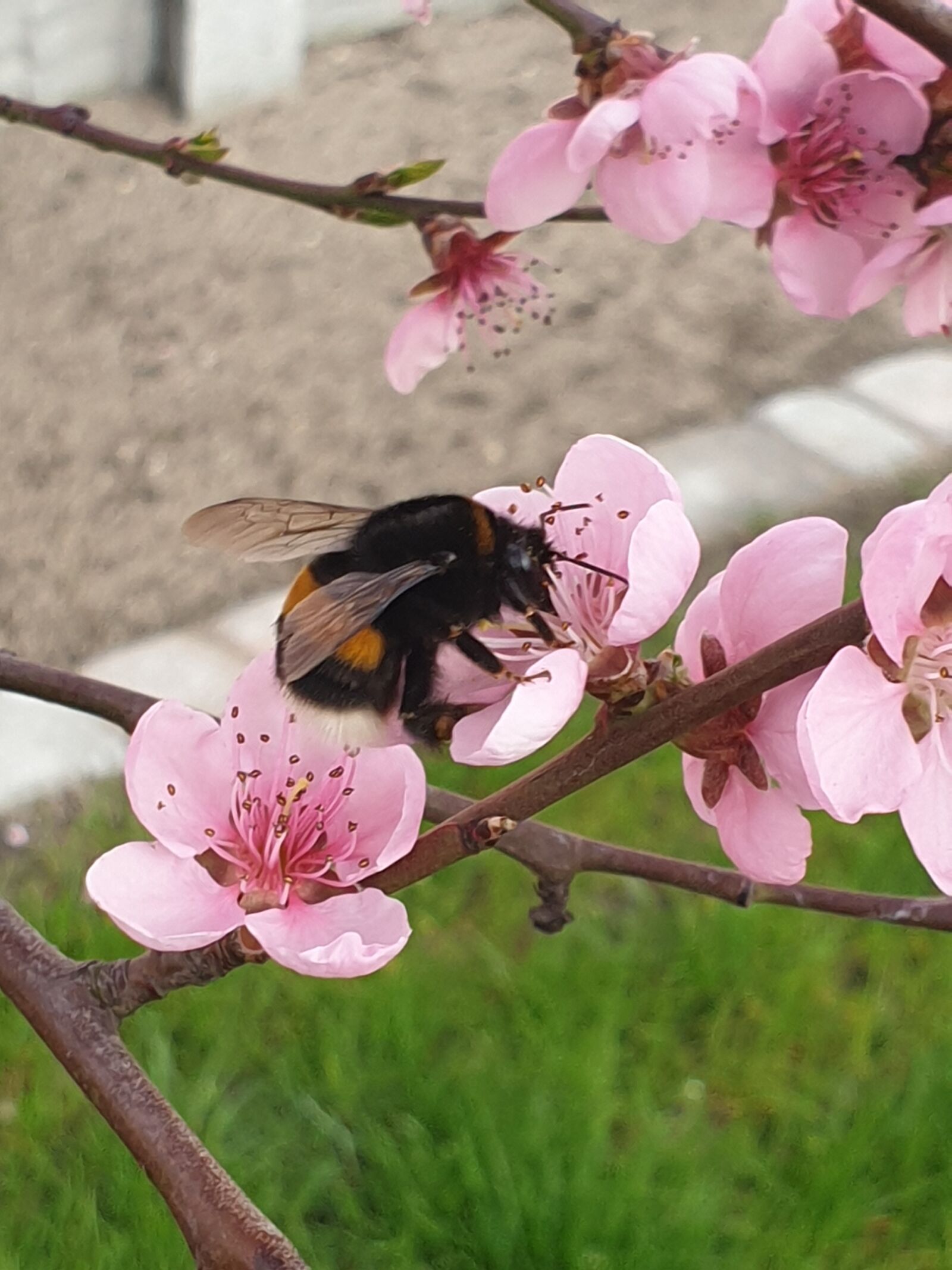 Samsung Galaxy S9 sample photo. Bumblebee, spring, insect photography