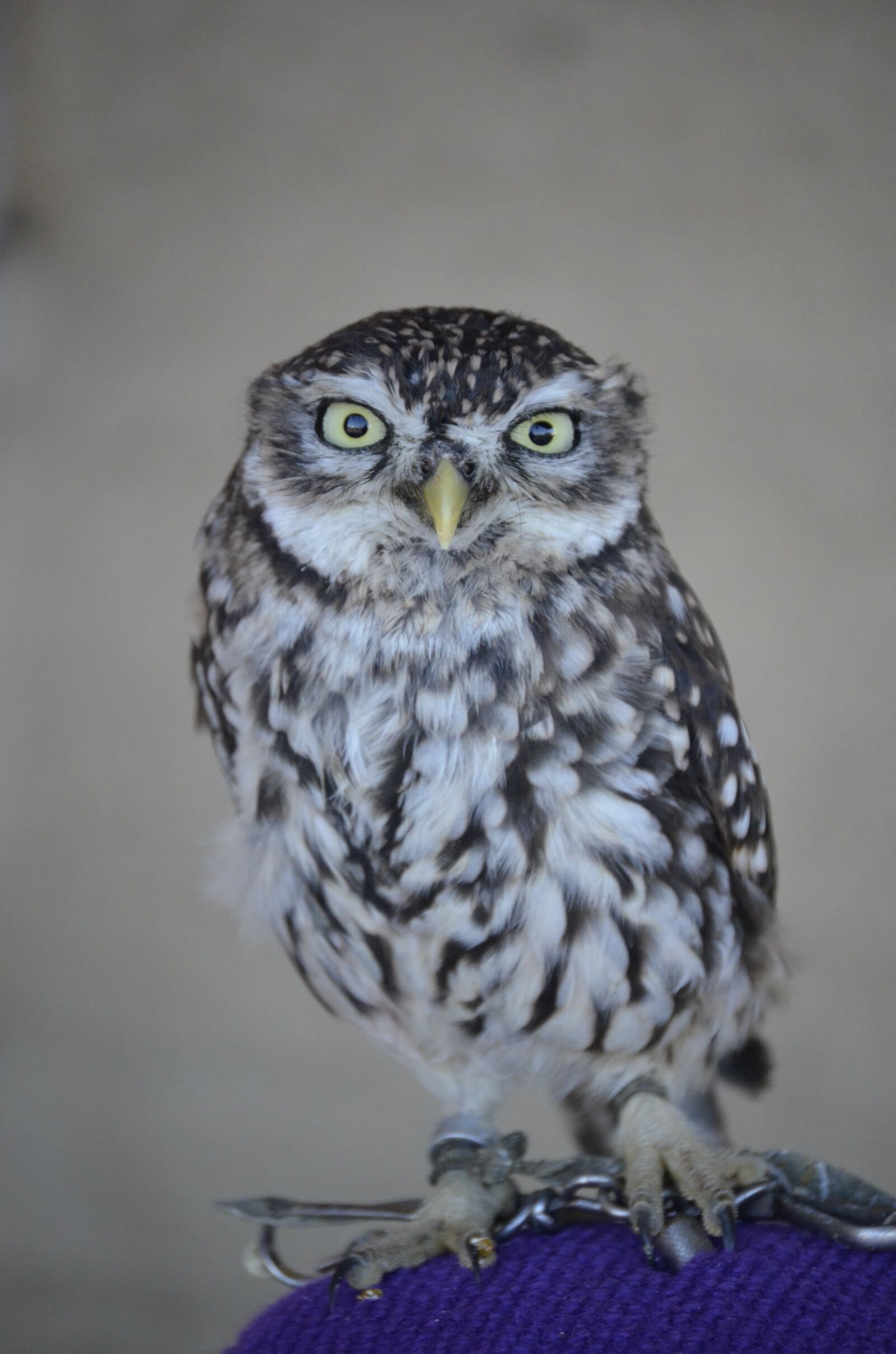 Nikon D5100 sample photo. Zwerguhu, brown, grey photography