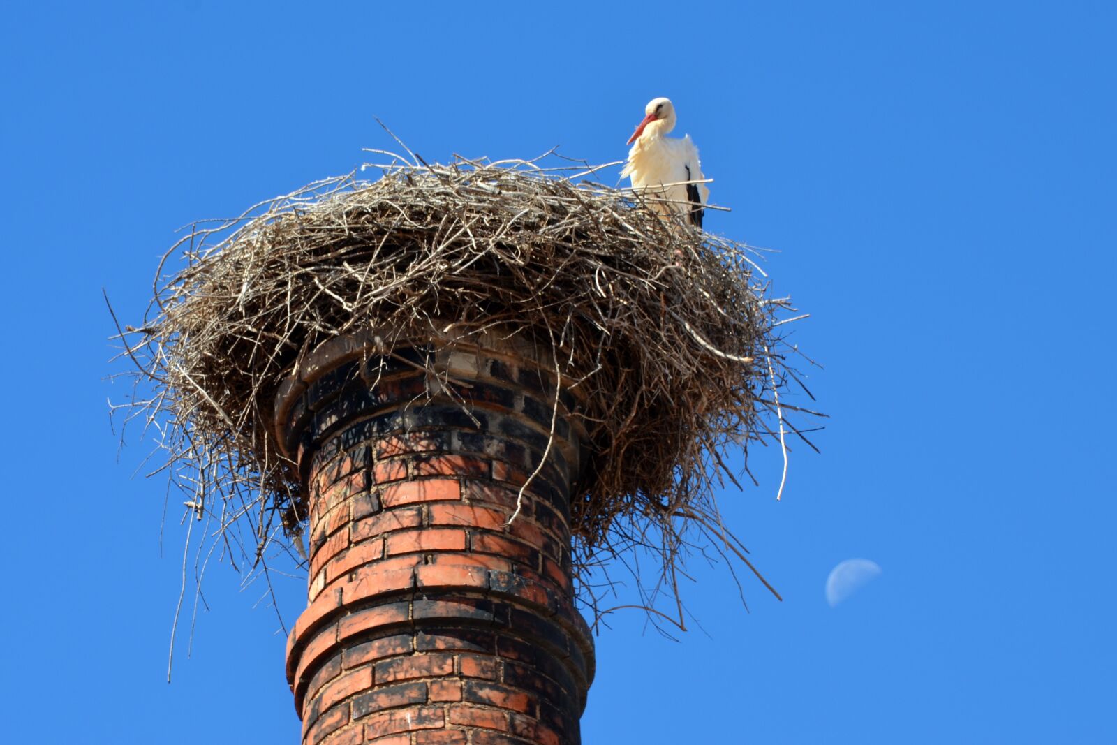 Nikon D5100 sample photo. Stork, nest, bird photography