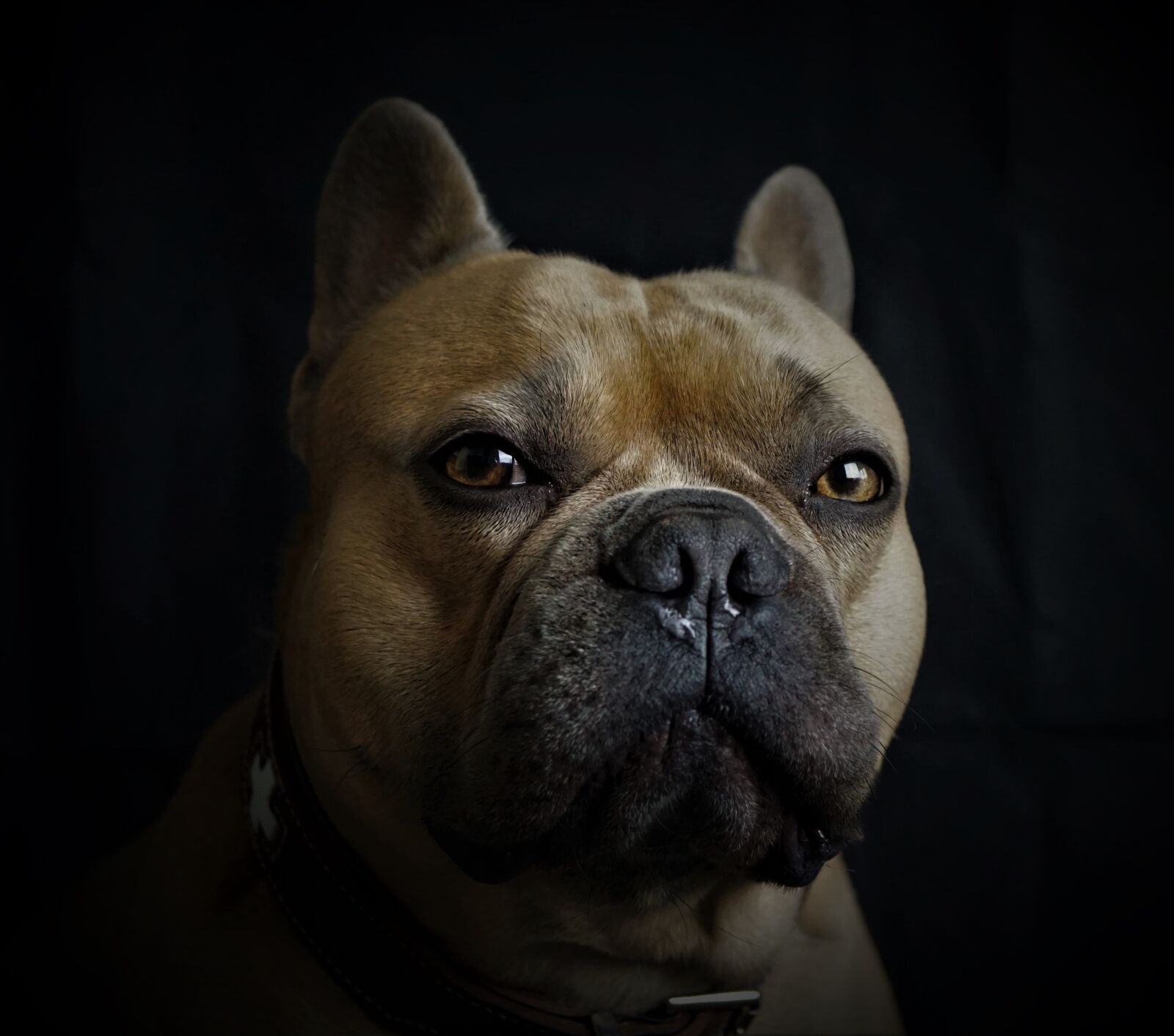 Sony E 30mm F3.5 Macro sample photo. French bulldog, dog, portrait photography