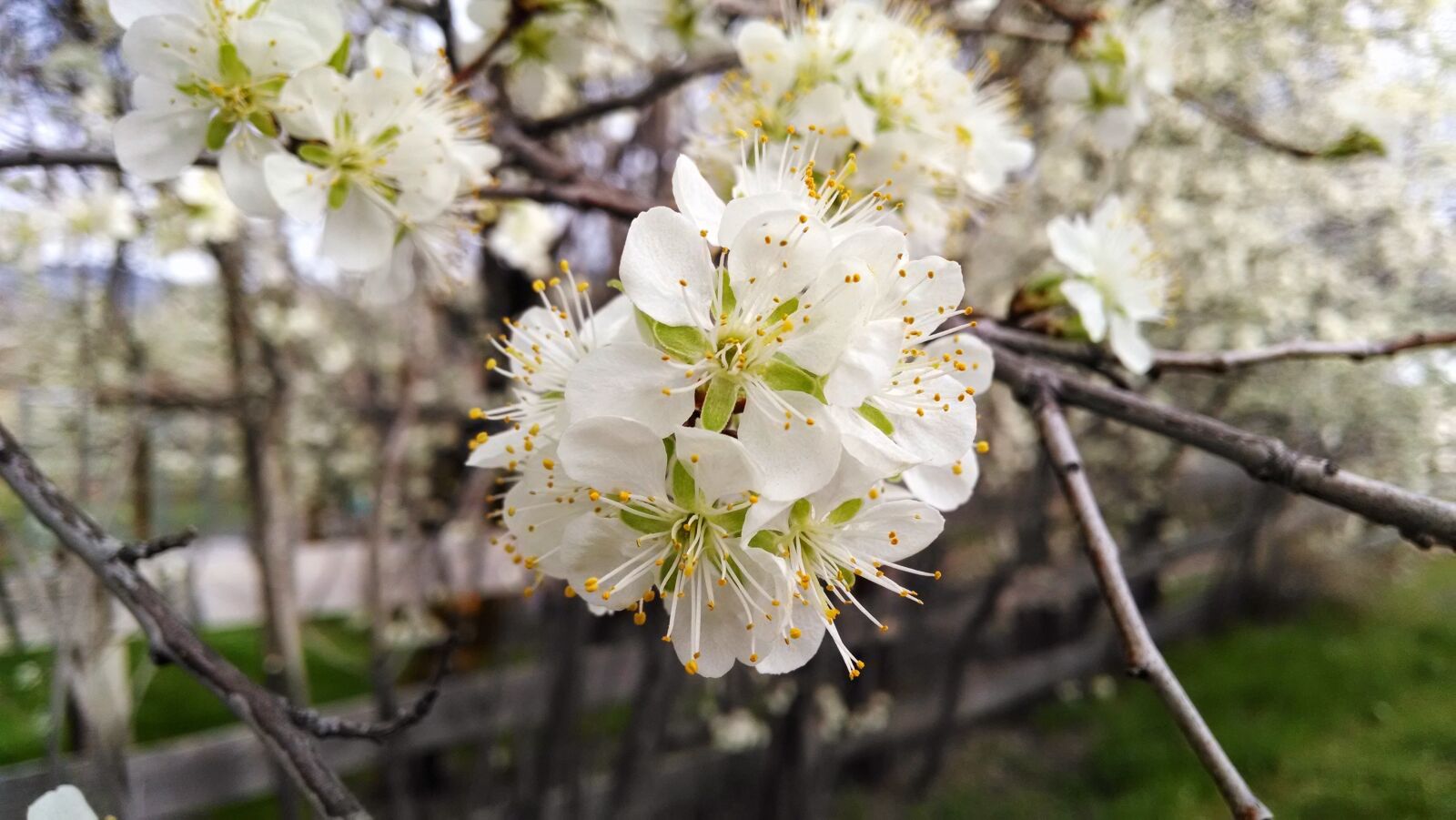 Motorola Moto X (1st Gen) sample photo. Flower, white, blossom photography