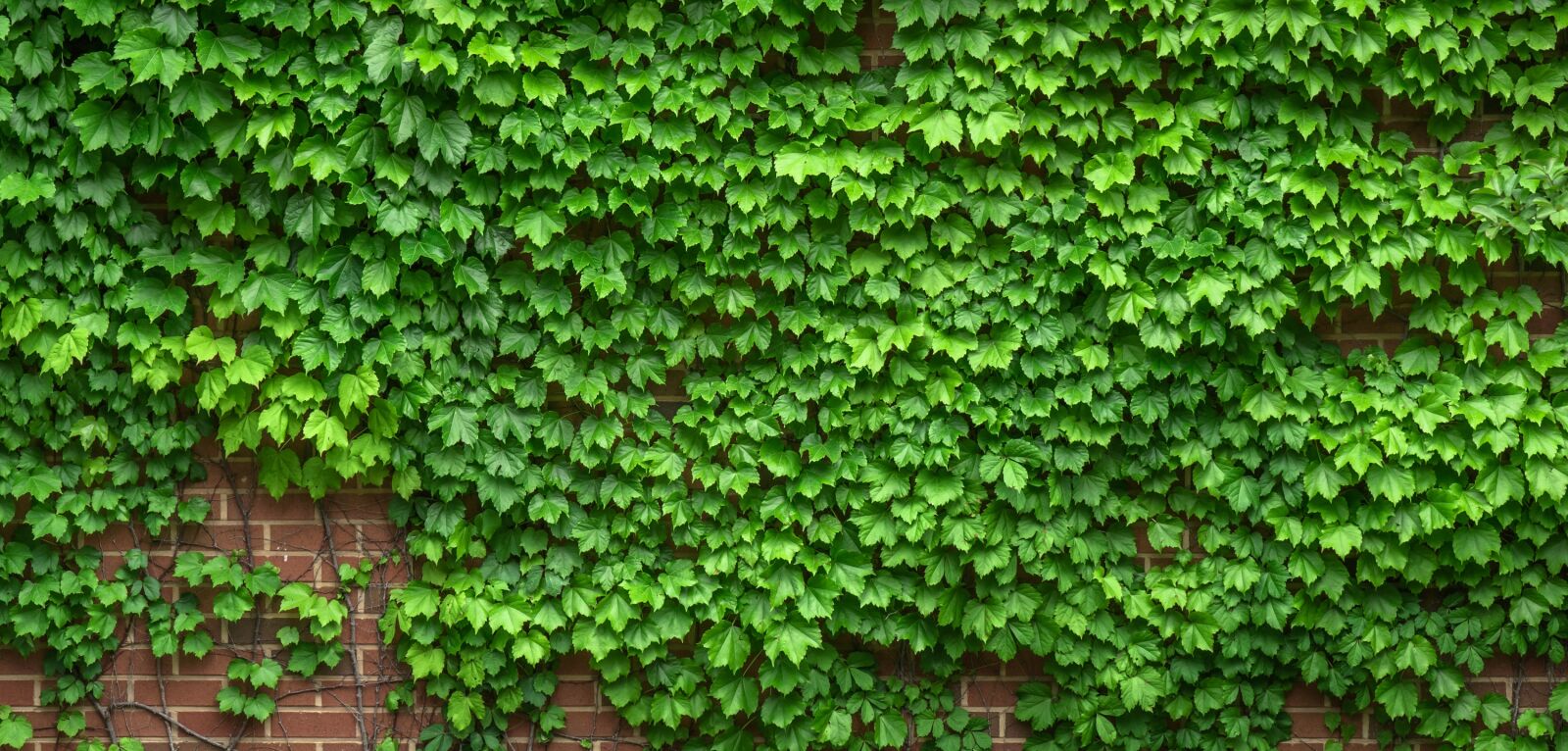 Sony a7 sample photo. Ivy, vine, the leaves photography