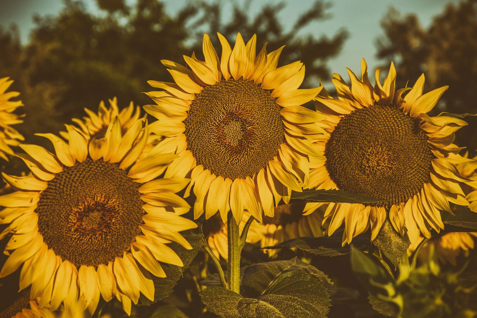 Nikon D5500 sample photo. Sunflower, flower, summer photography