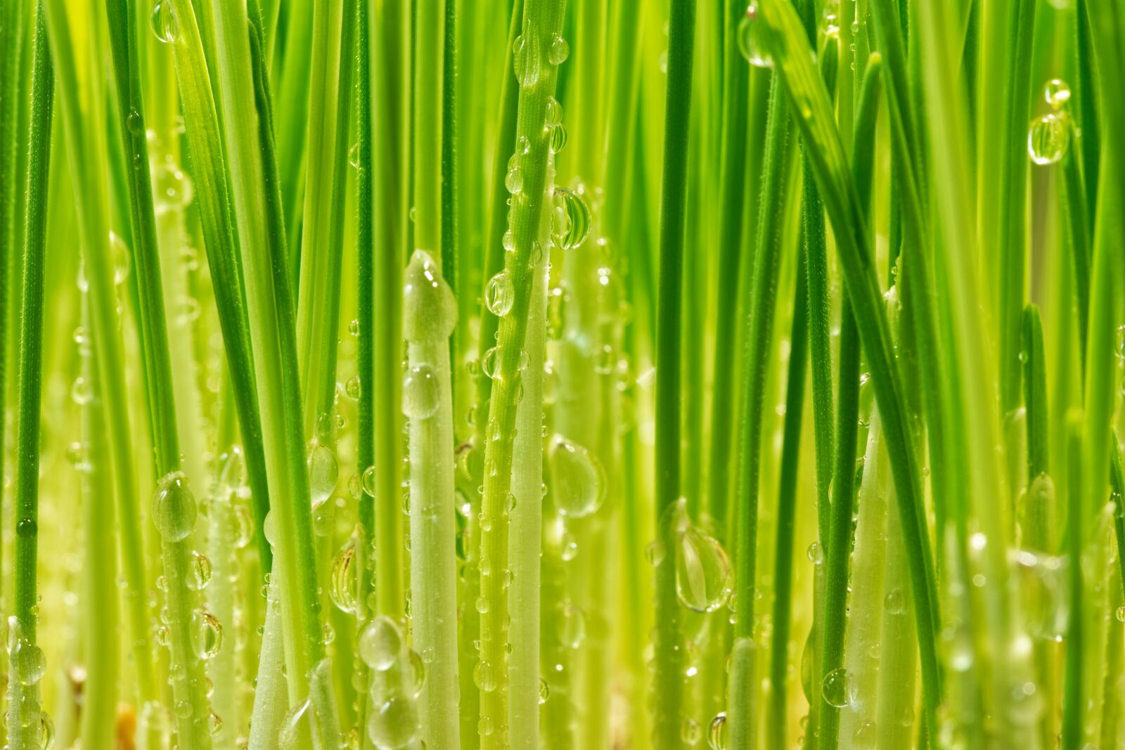 Samsung NX500 sample photo. Grass, water, nature photography