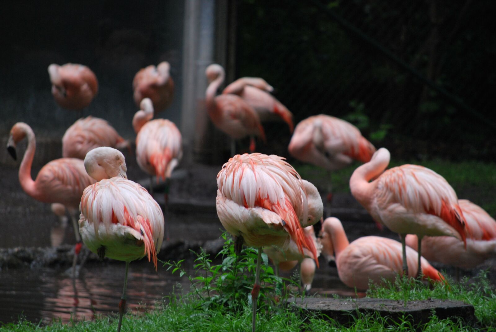 Nikon D60 sample photo. Flamingo, zoo, water photography