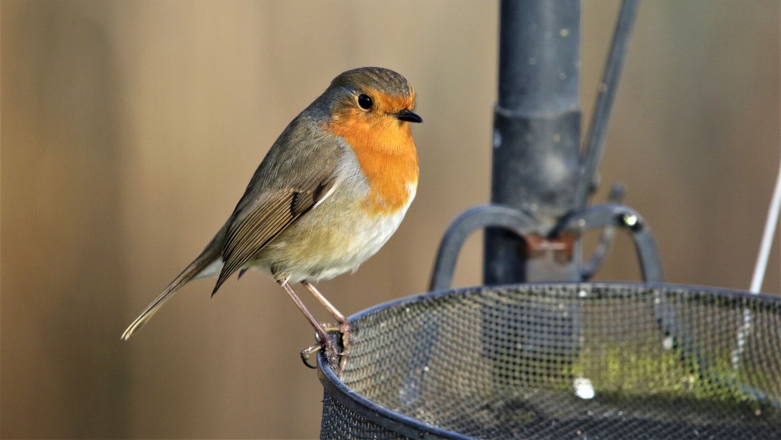 150-600mm F5-6.3 DG OS HSM | Contemporary 015 sample photo. Bird, robin, robin redbreast photography