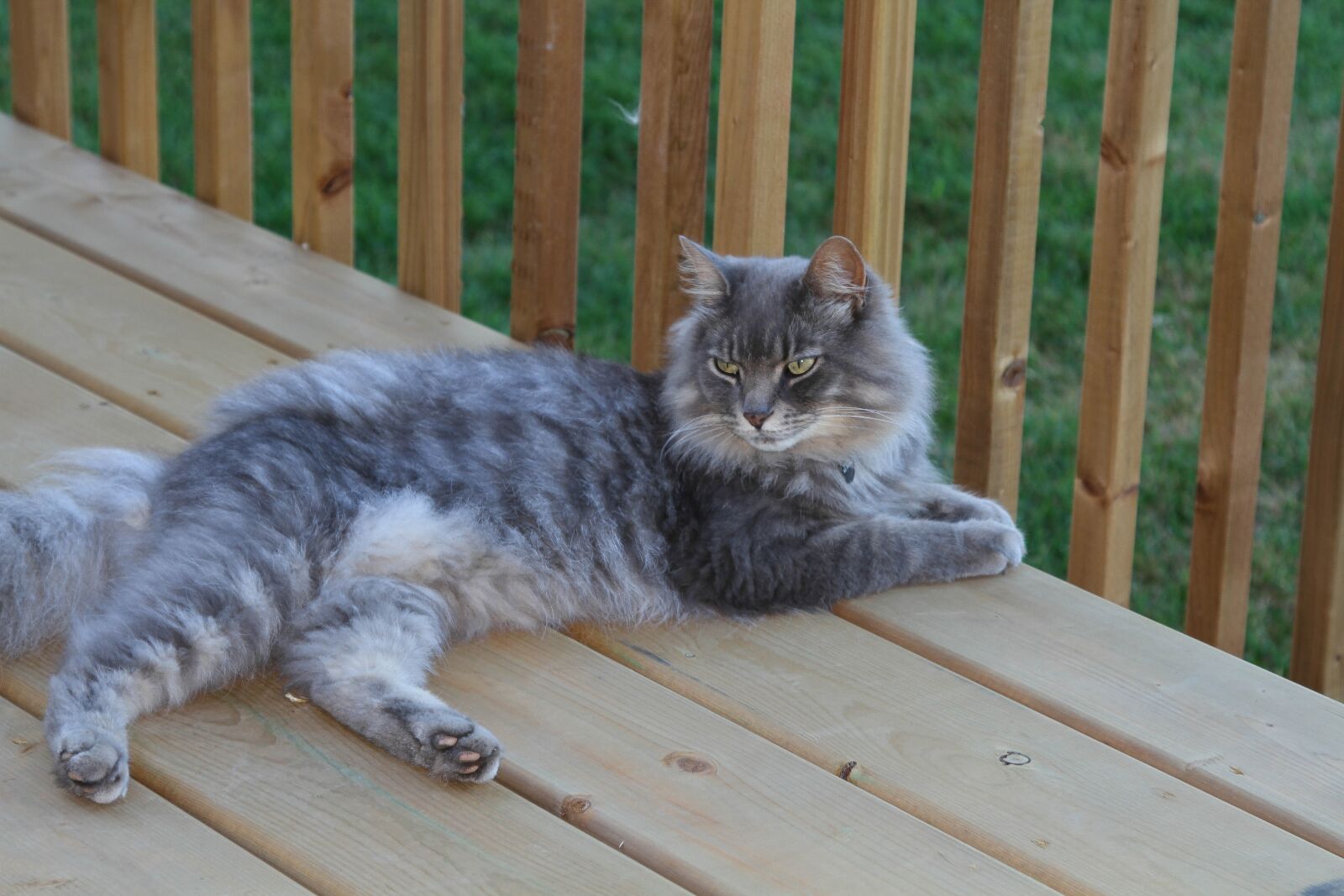 Canon EOS 7D + Canon EF 24-105mm F4L IS USM sample photo. Cat, pet, feline photography