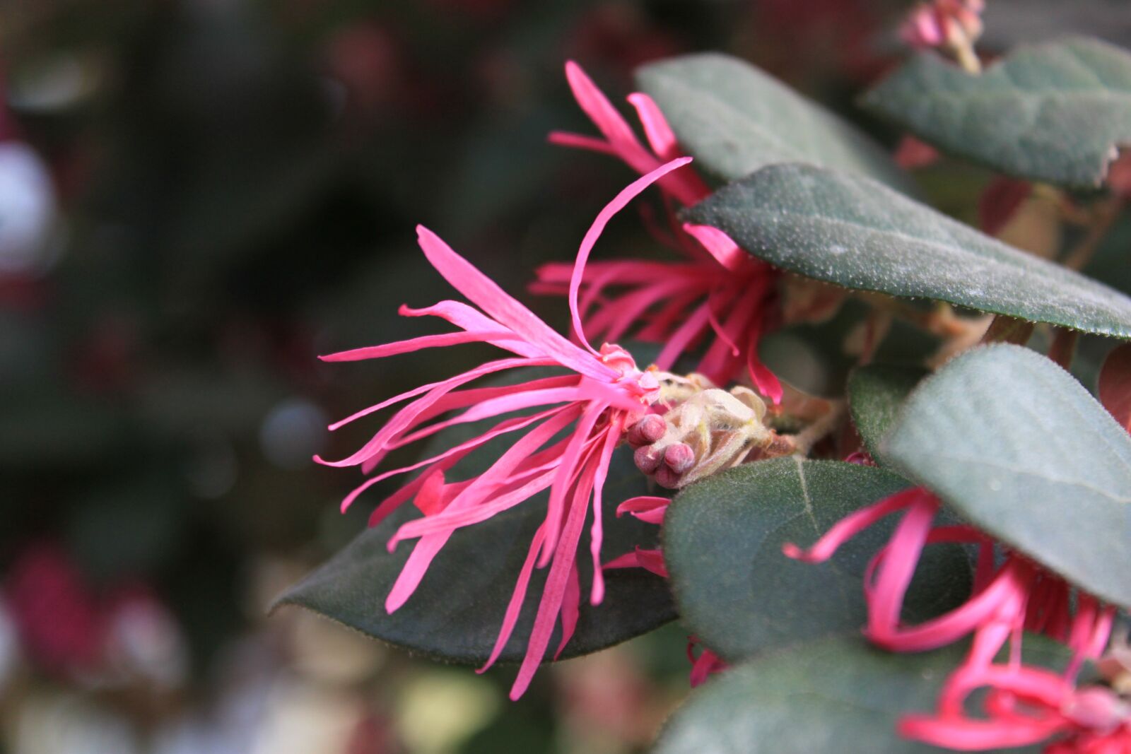 Canon EOS 500D (EOS Rebel T1i / EOS Kiss X3) sample photo. Flowers, cactus, plants photography