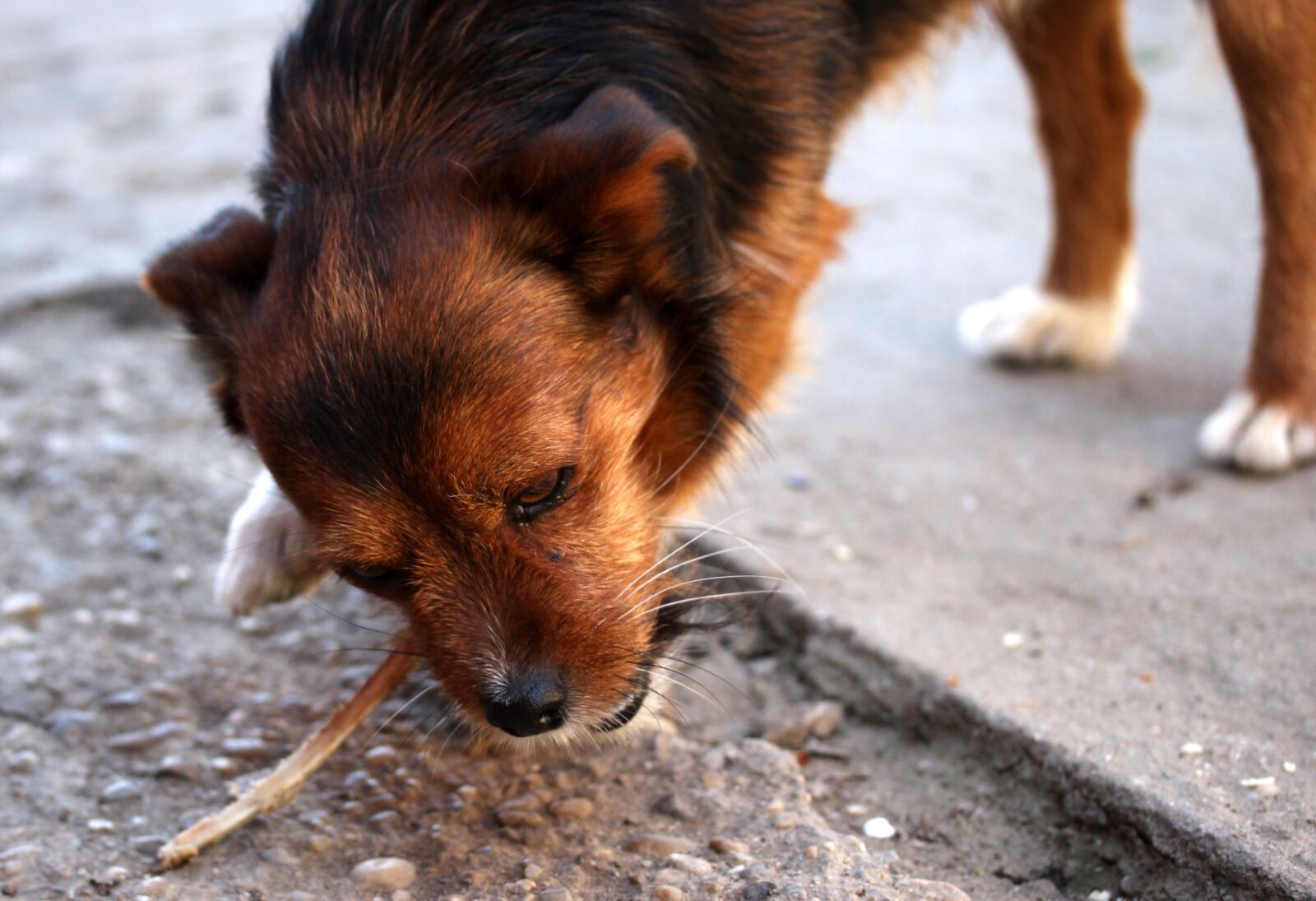 Canon EF-S 60mm F2.8 Macro USM sample photo. Dog, os, food photography
