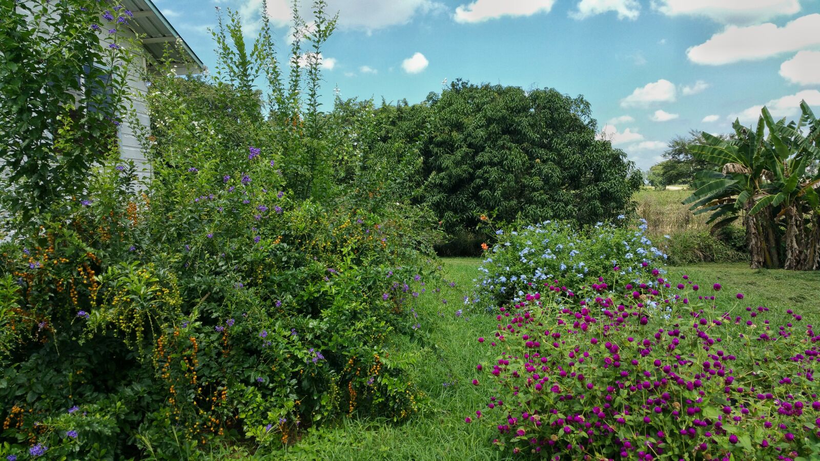 Samsung Galaxy Note4 sample photo. Flower garden, plants, colours photography