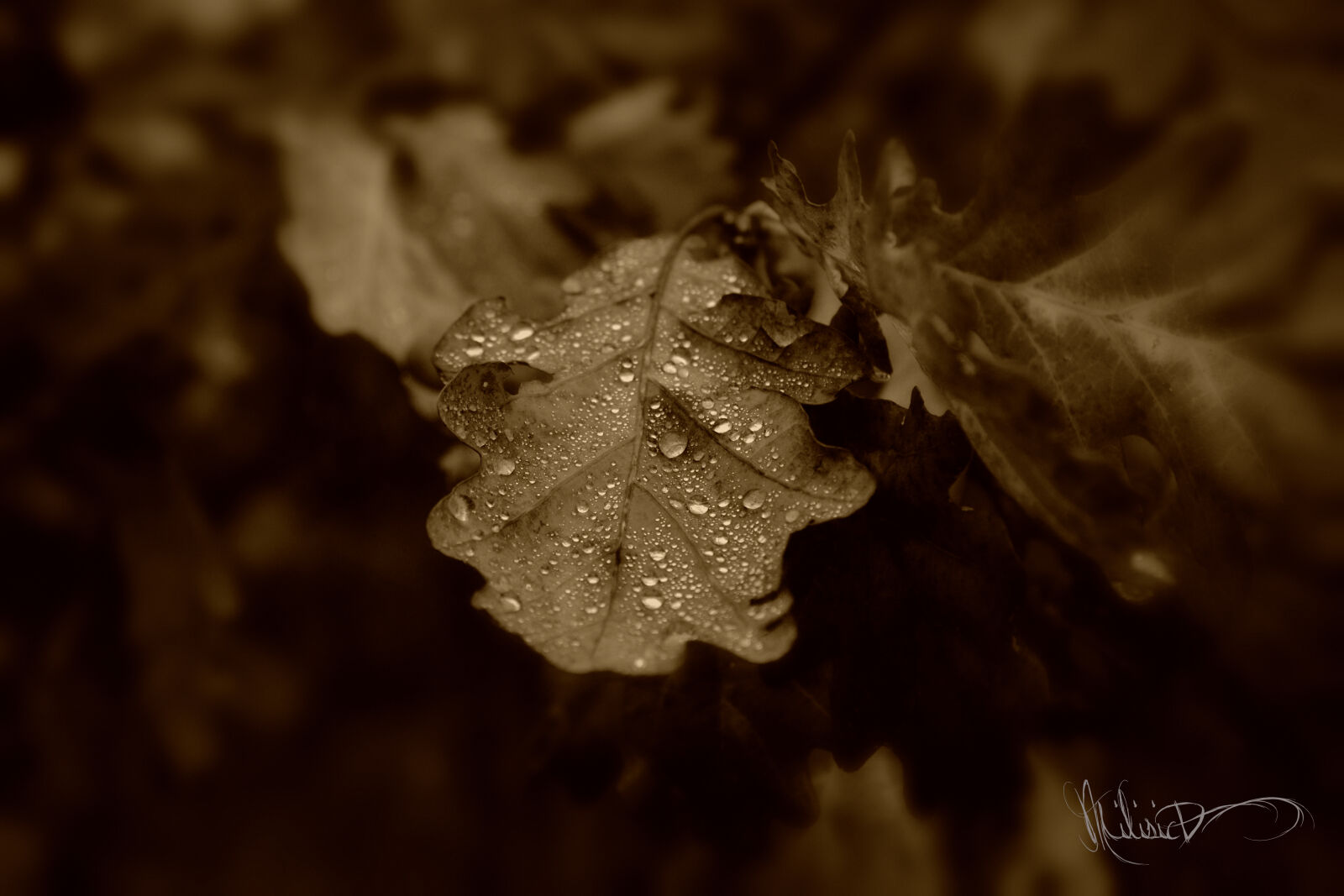 Nikon D3100 sample photo. Autmn, autumn, leaf, drop photography