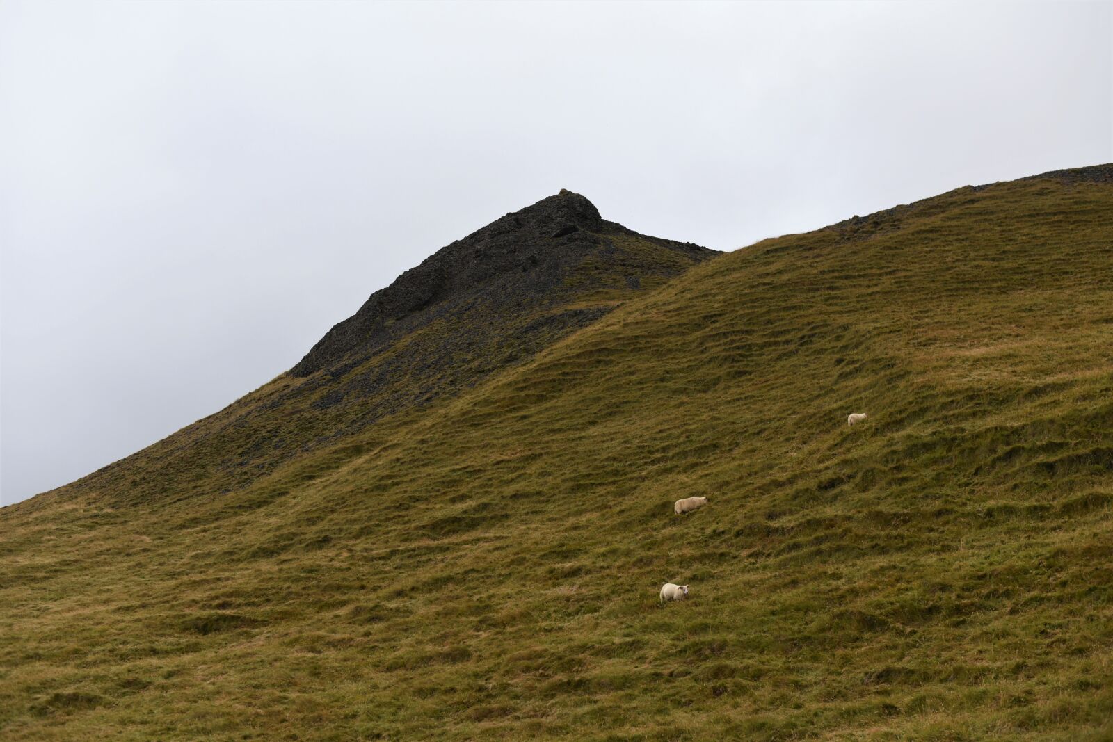 Nikon D750 sample photo. Mountain, sheep, nature photography