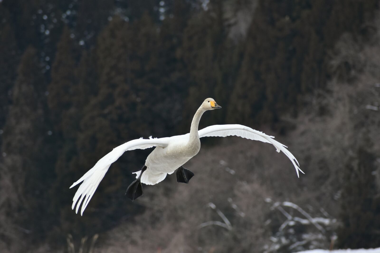 Nikon D7200 sample photo. Animal, wood, bird photography