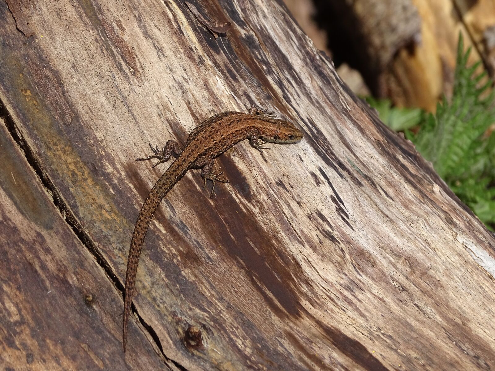 Sony Cyber-shot DSC-HX400V sample photo. Common lizard, lizard, reptile photography