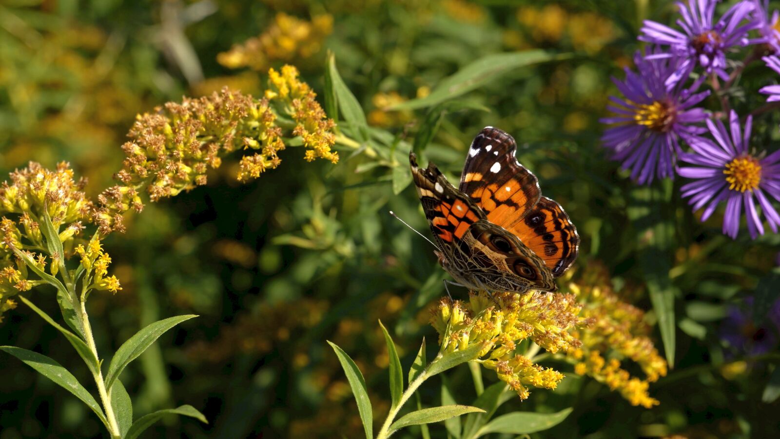 Fujifilm X-A5 sample photo. Flowers, butterfly, summer photography