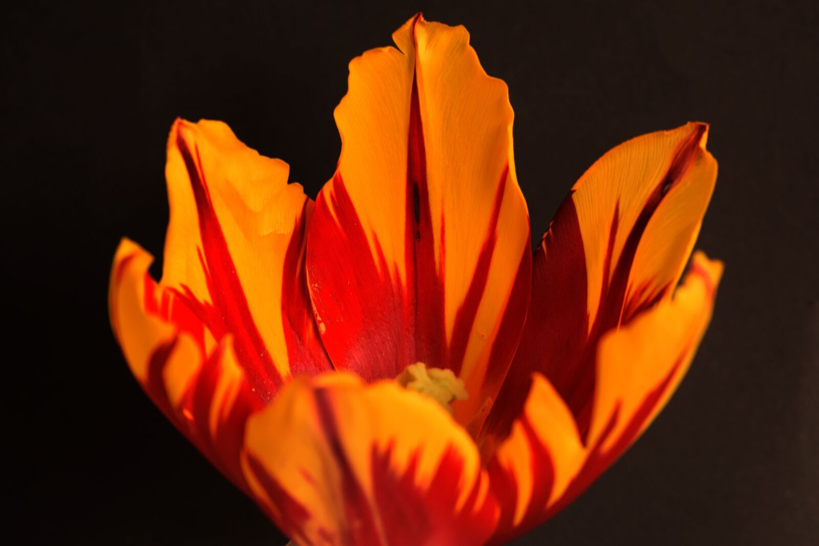 Nikon D5300 sample photo. Blossom, bloom, flower photography