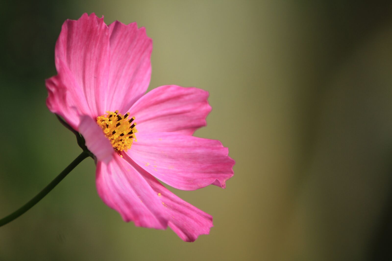 Canon EOS 60D sample photo. Nature, flower, flora photography