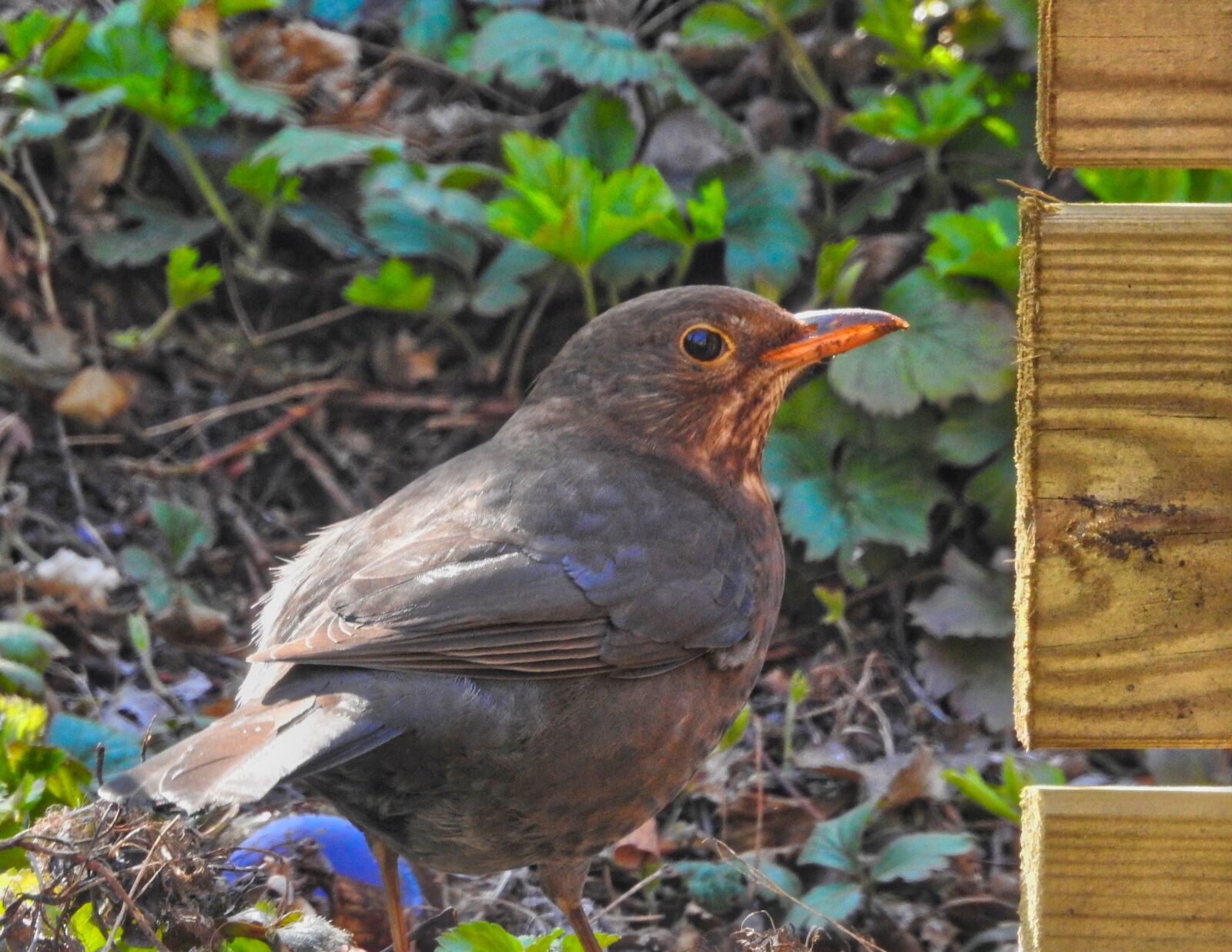 Nikon Coolpix P900 sample photo. Blackbird, bird, nature photography