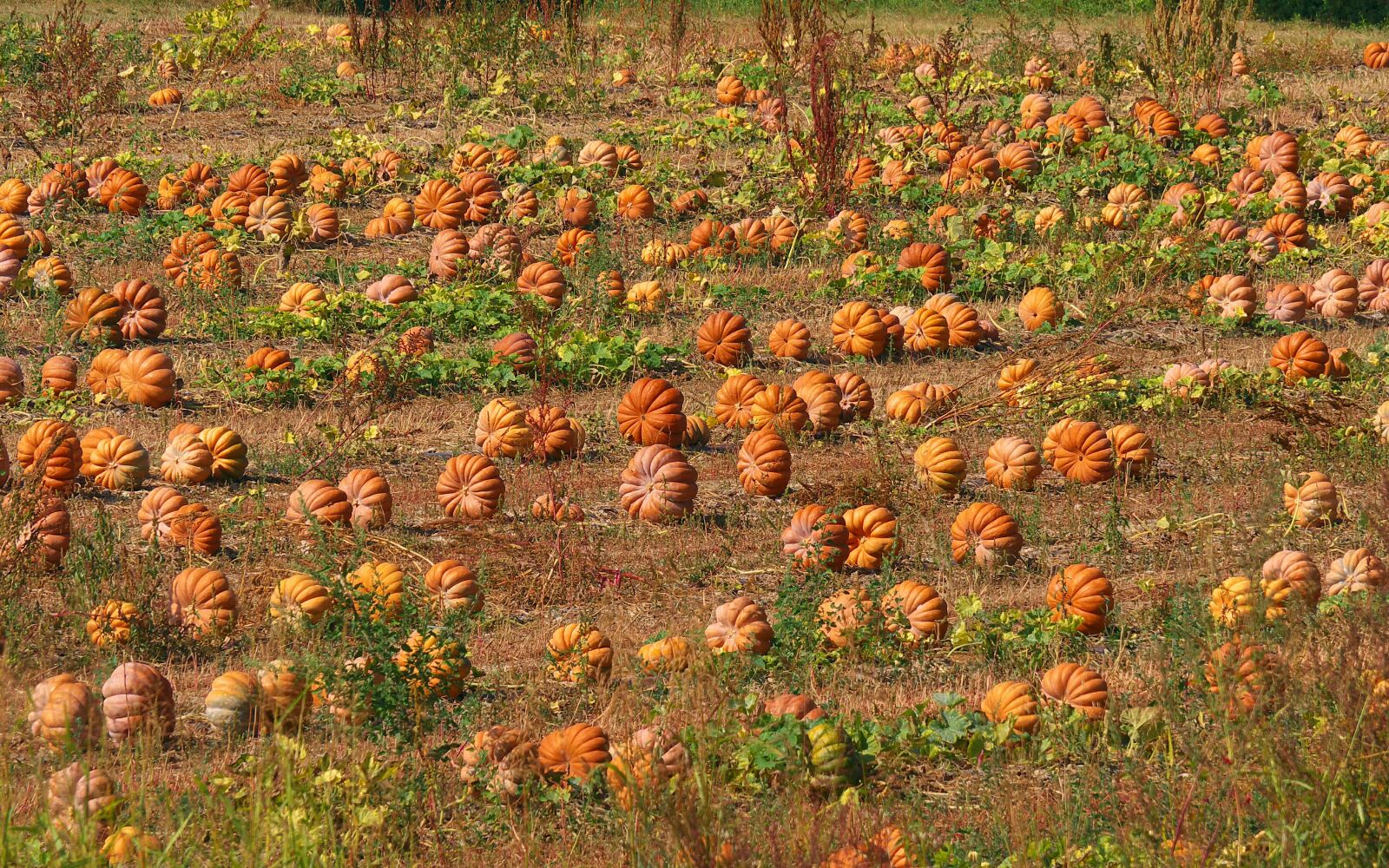 Panasonic Lumix DMC-GX7 sample photo. Nature, field, pumpkins photography