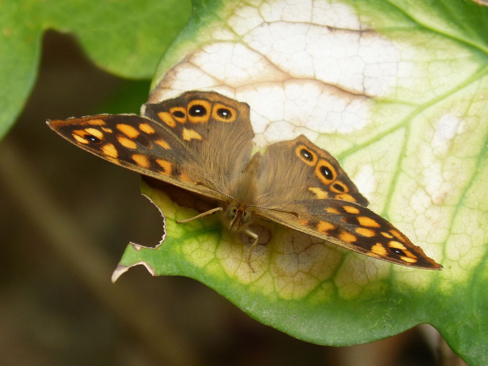 Panasonic DMC-FZ62 sample photo. Butterfly, saltacercas, margenera photography