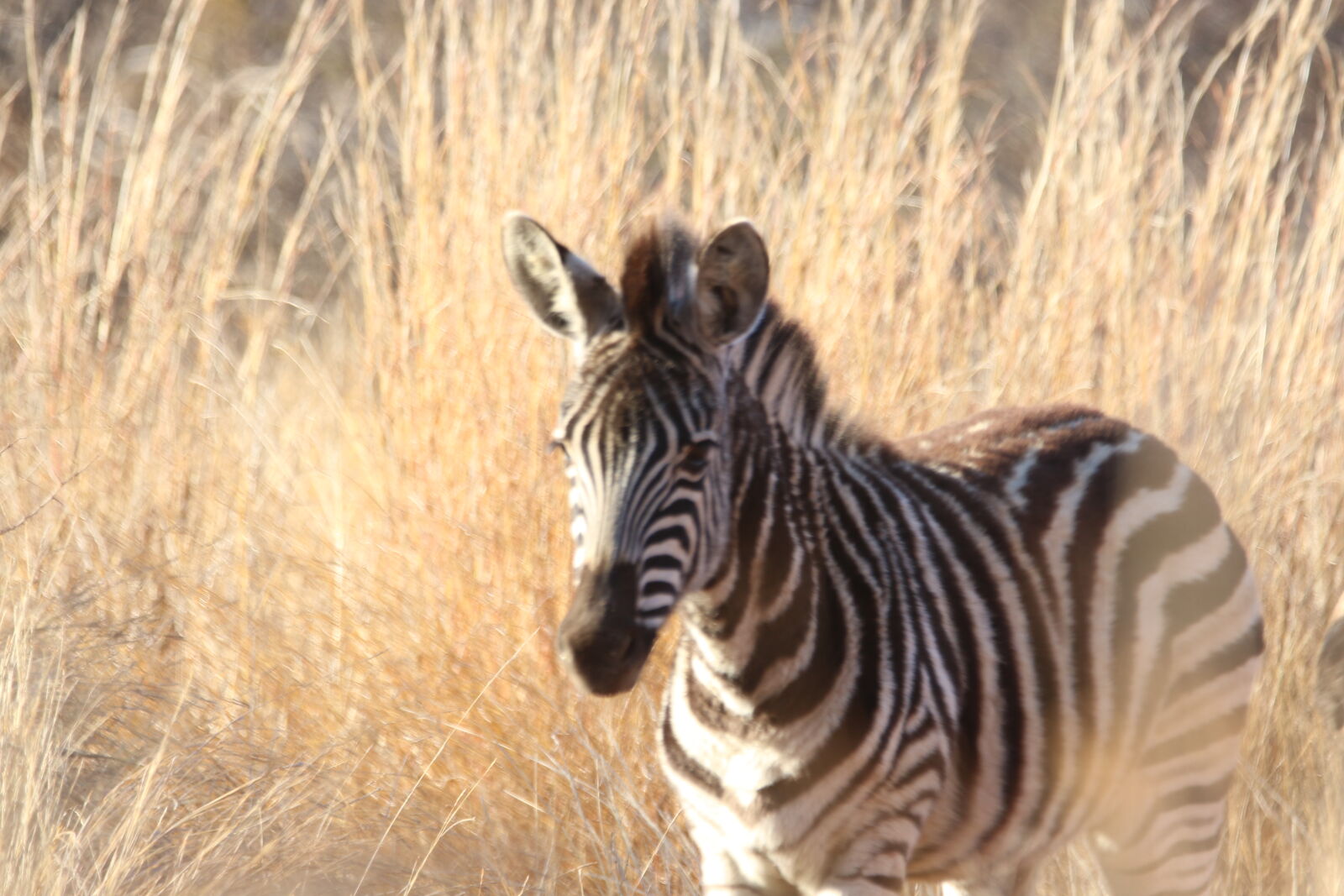Canon EOS 7D Mark II sample photo. Animal, black, and, white photography