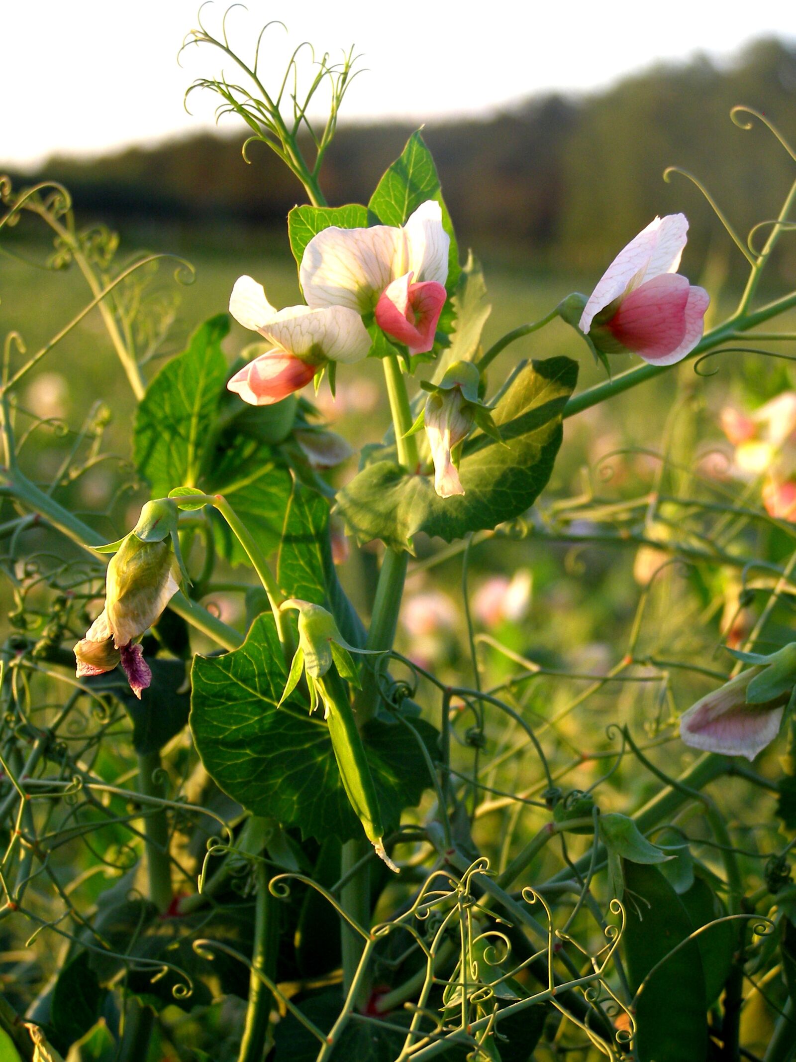 Olympus SP500UZ sample photo. Peas, plant, flower photography