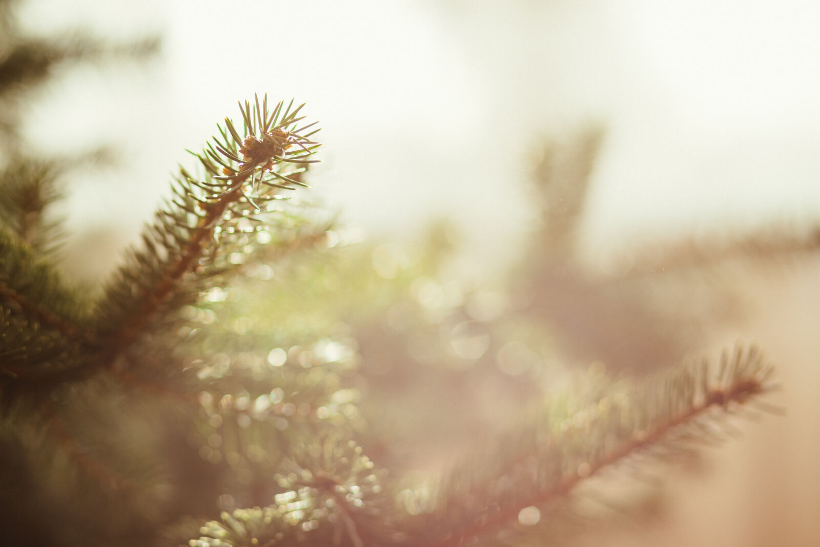 Canon EF 85mm F1.8 USM sample photo
